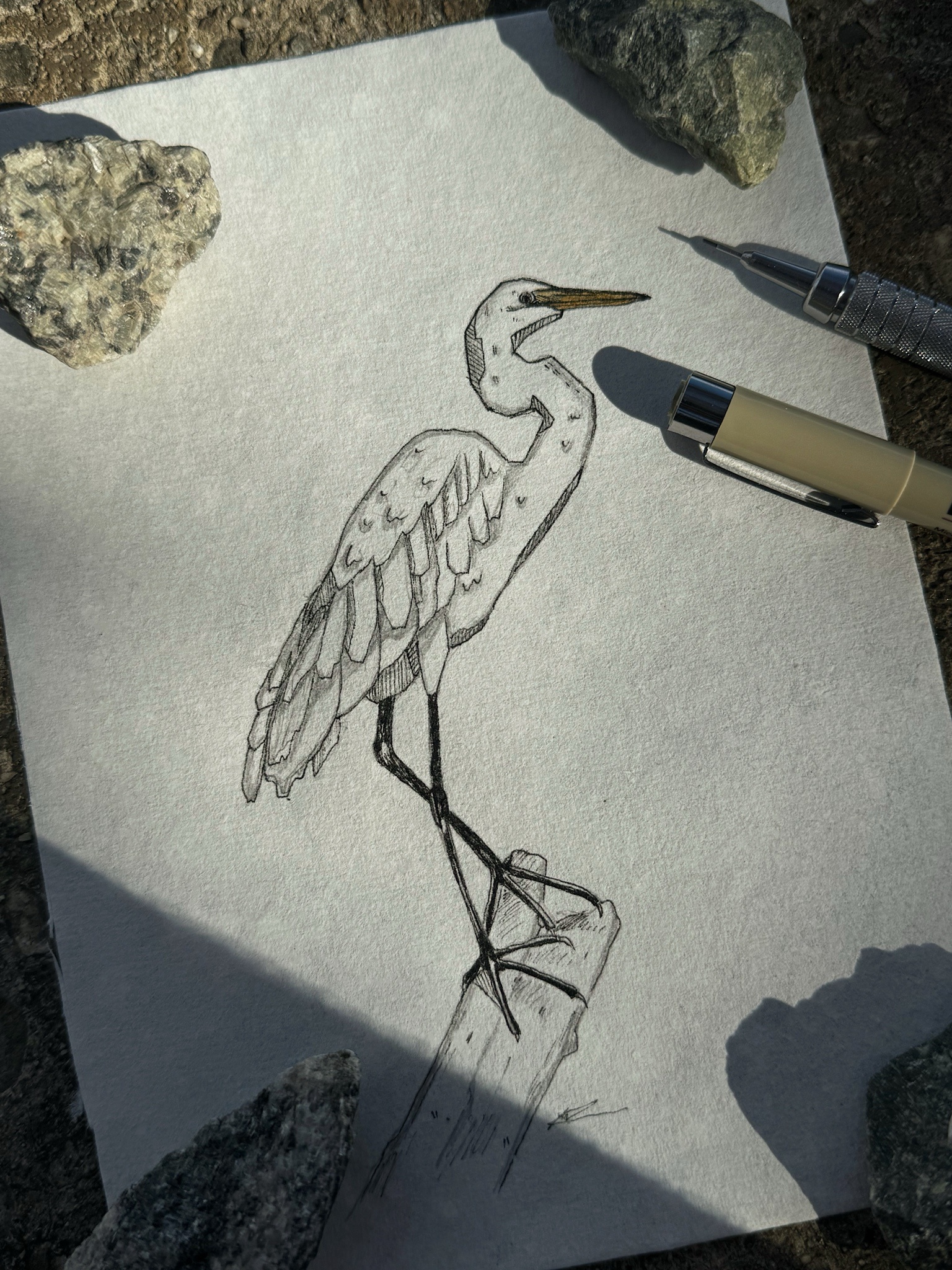 Spotting the Majestic Great Egret in the Wild