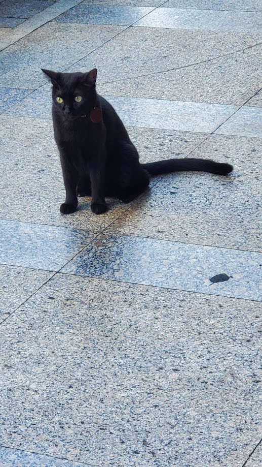 Yet another delightful cat sighting