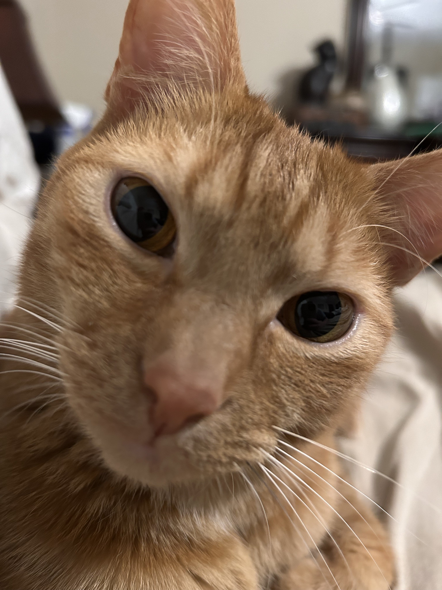 Meet Mr. Ollivander Wobblestein: A Magical Character