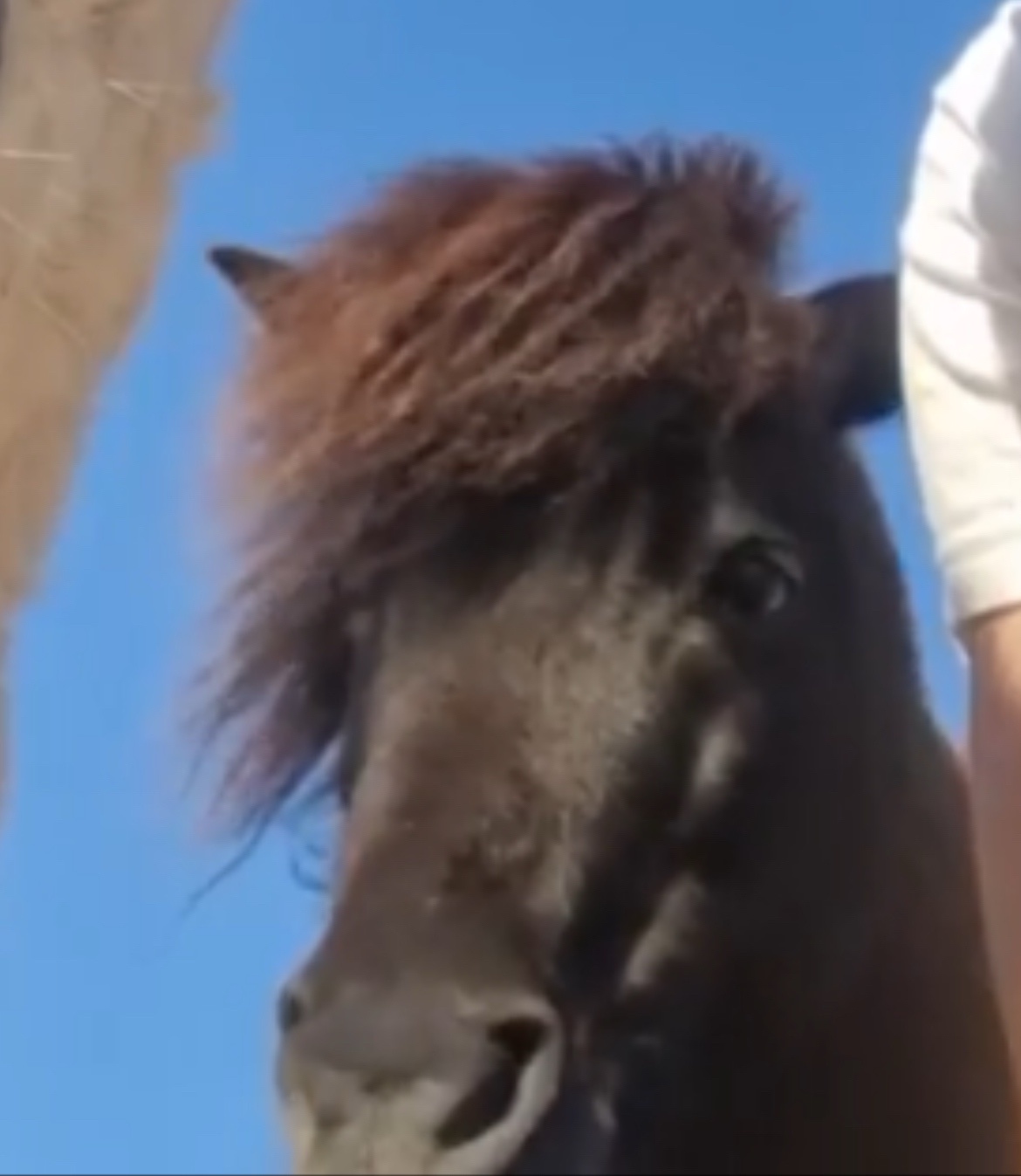 This Horse Rocking a Wild Haircut Will Leave You Speechless!