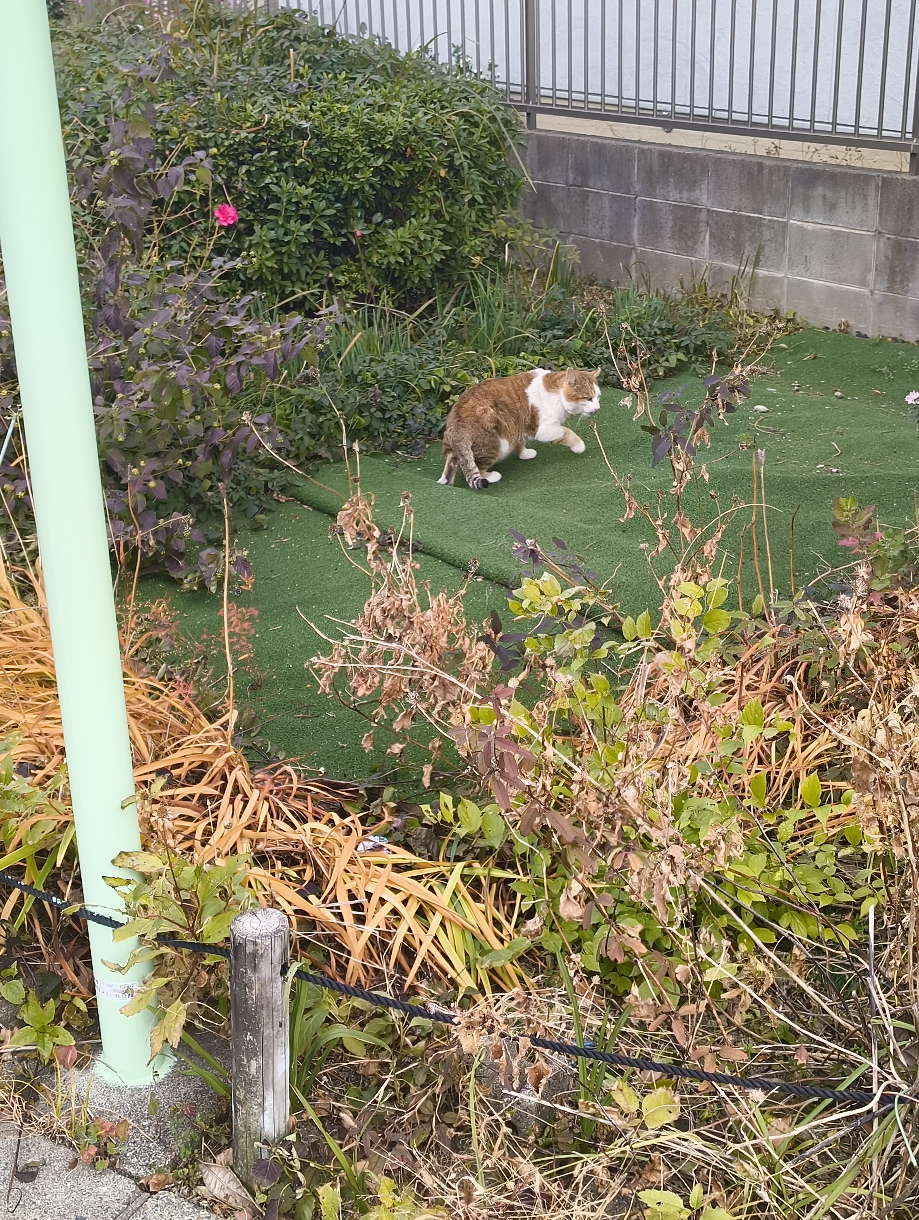 Adorable Feline Alert!