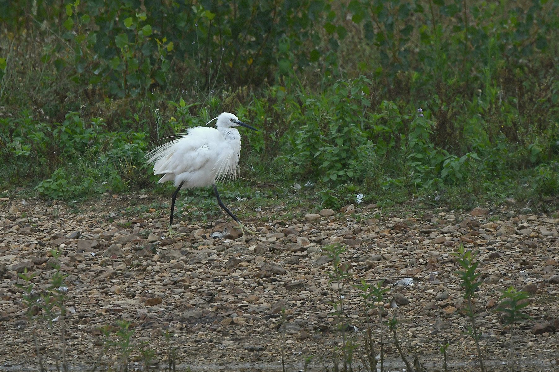 Aigrette Garzette: A Glimpse from France, Vienne Department, 08/24