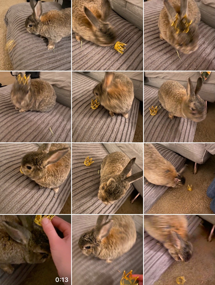 Hugh Bun Turns 10! The Crown May Have Been Thrown, but I Gave It My Best Shot!