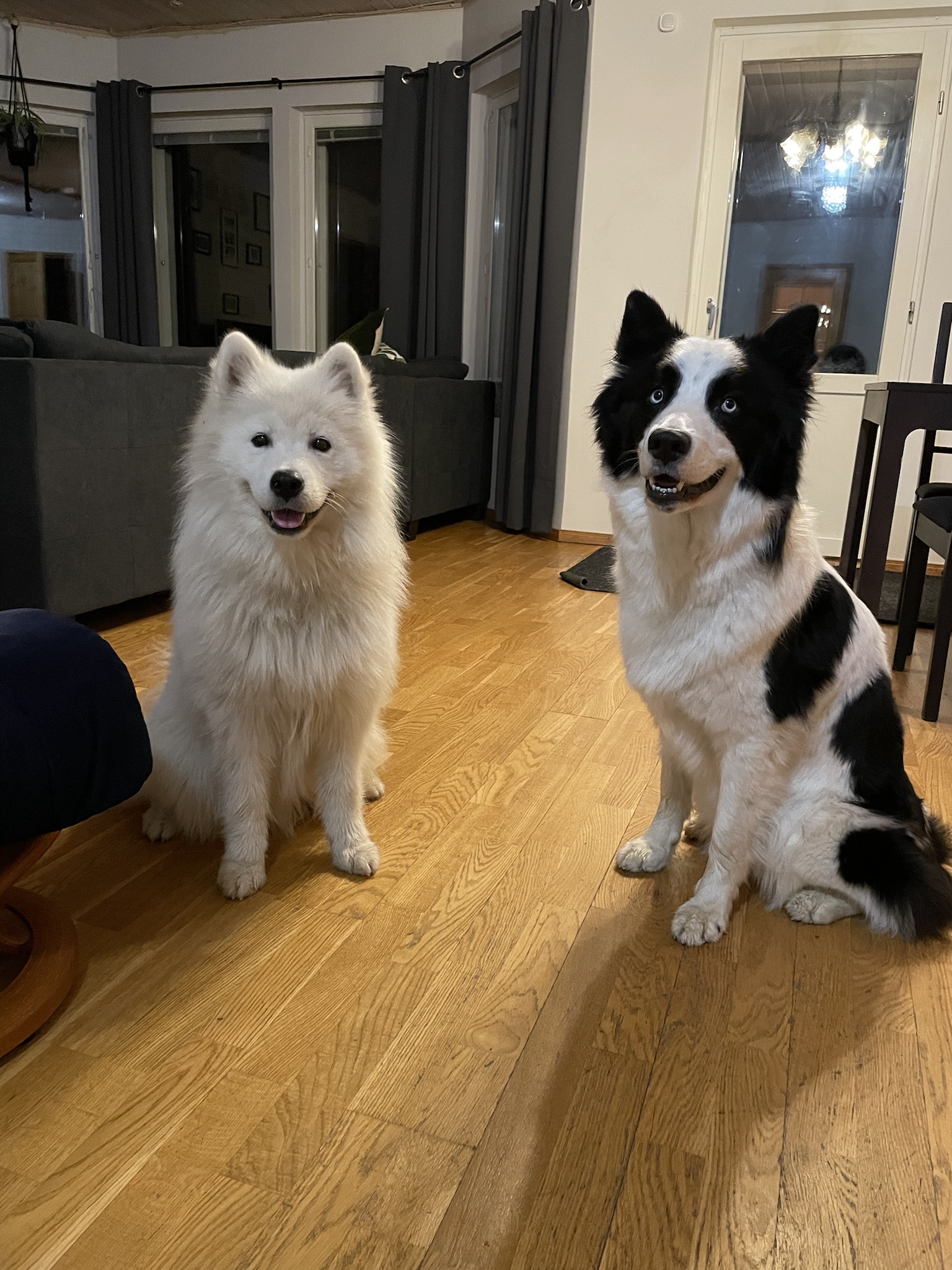 The Dynamic Duo: Tapsa & Kalto