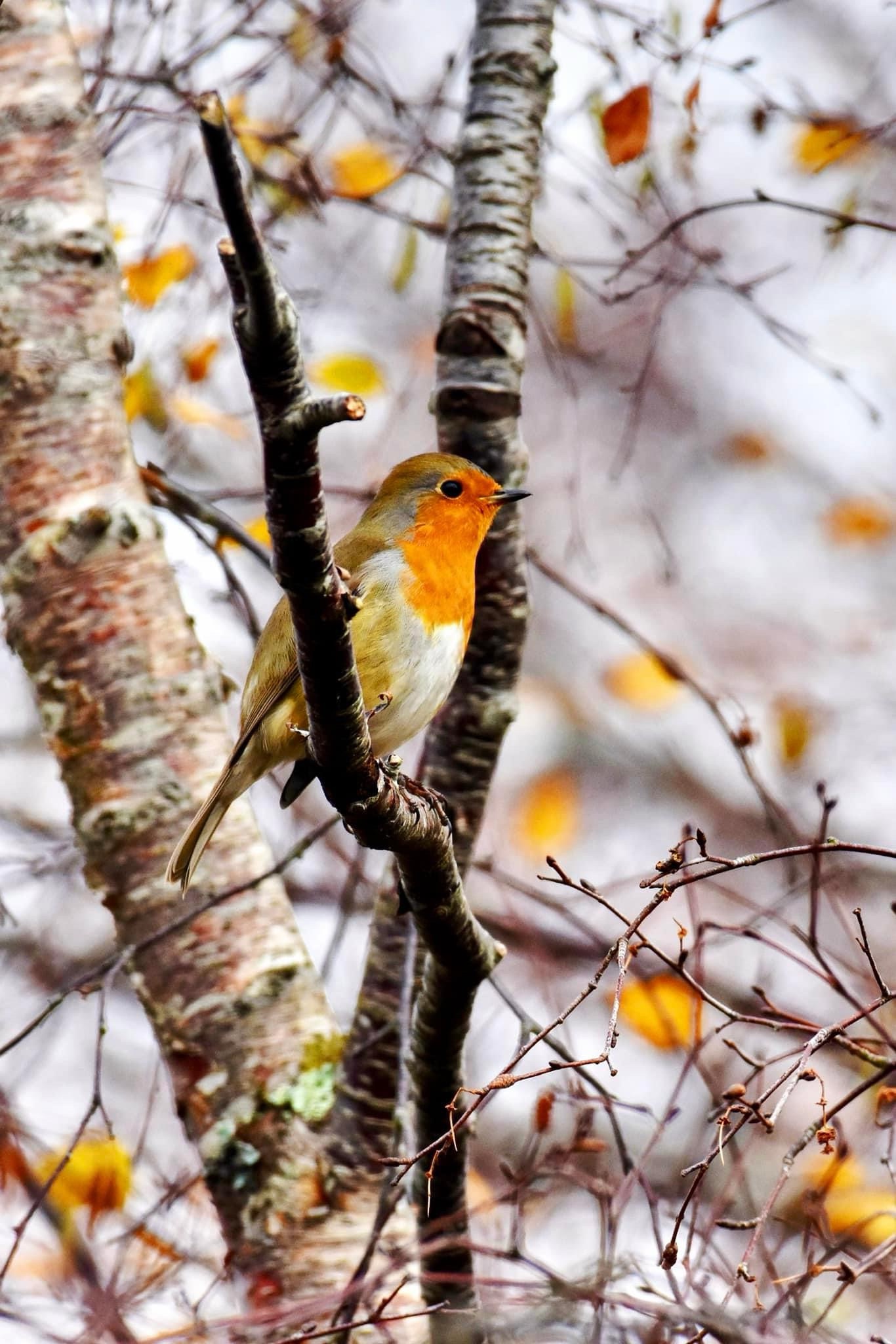 Meet Robin, the star of the show