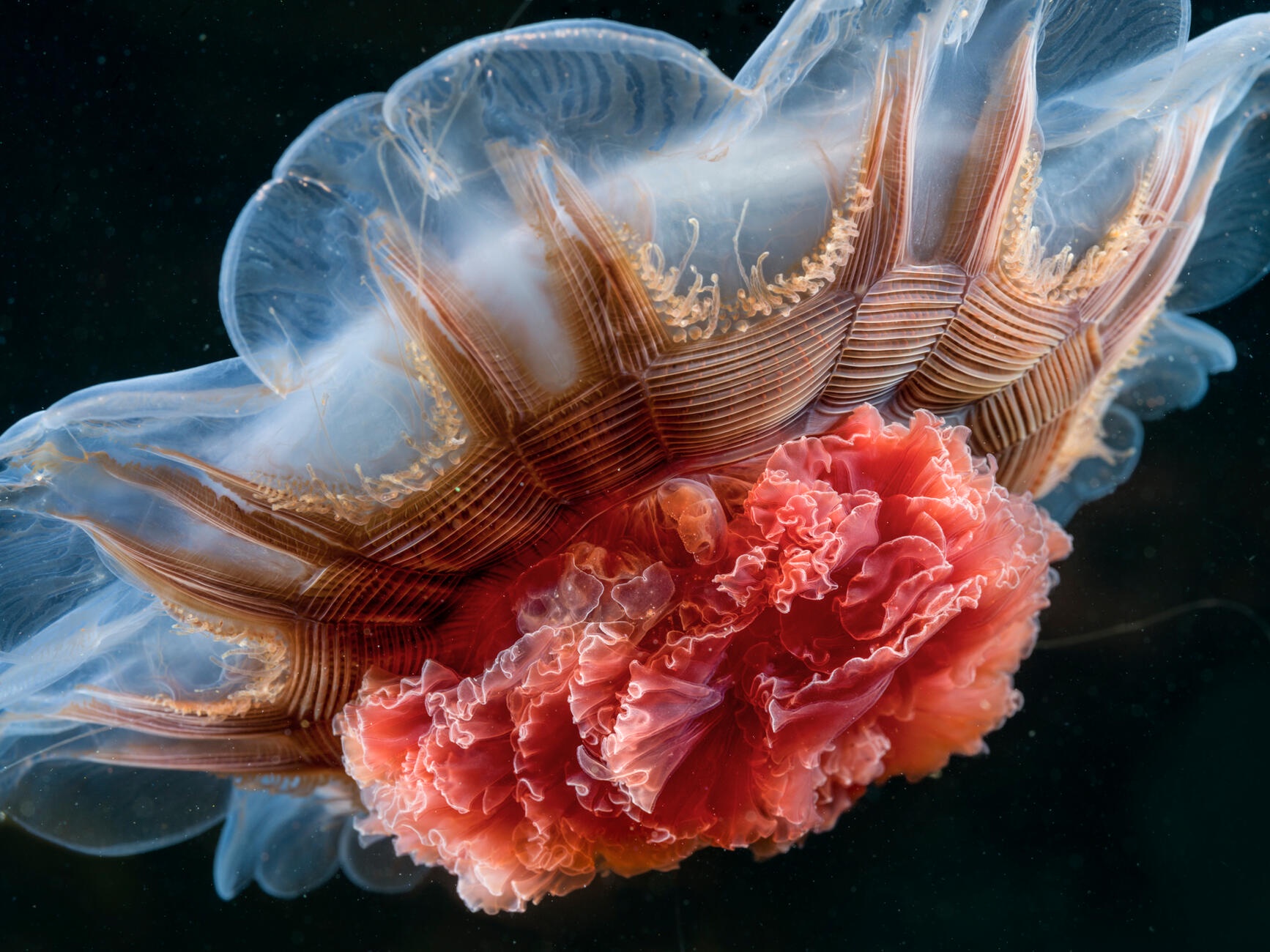 Meet the mesmerizing lion's mane jellyfish.