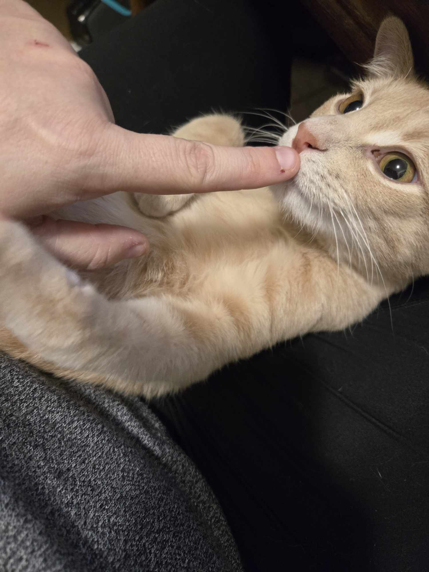 Meet Ricky: The Star of the Show!