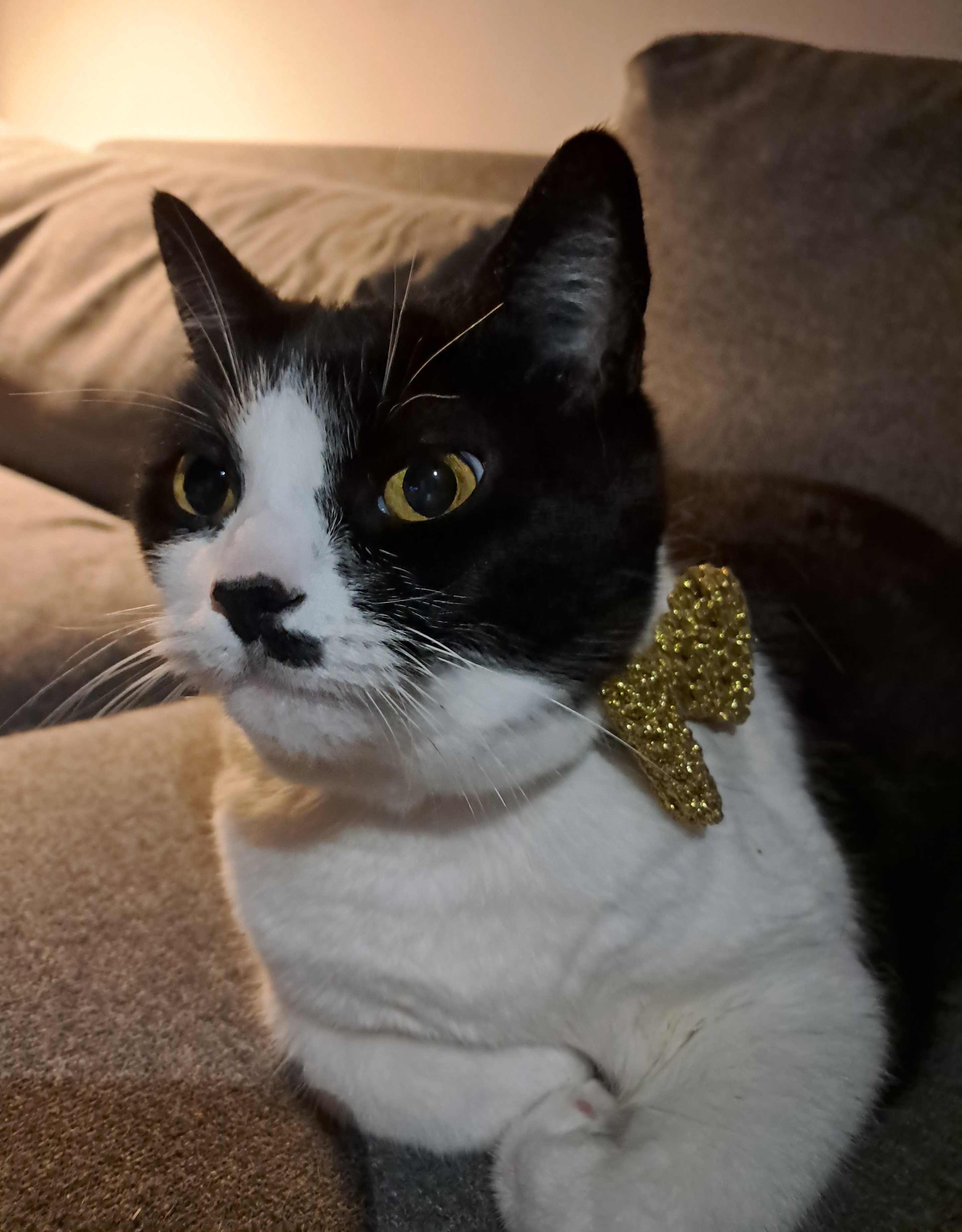 Celebrating Charlie's 12th Gotcha Day: A Journey Since 12-12-2012