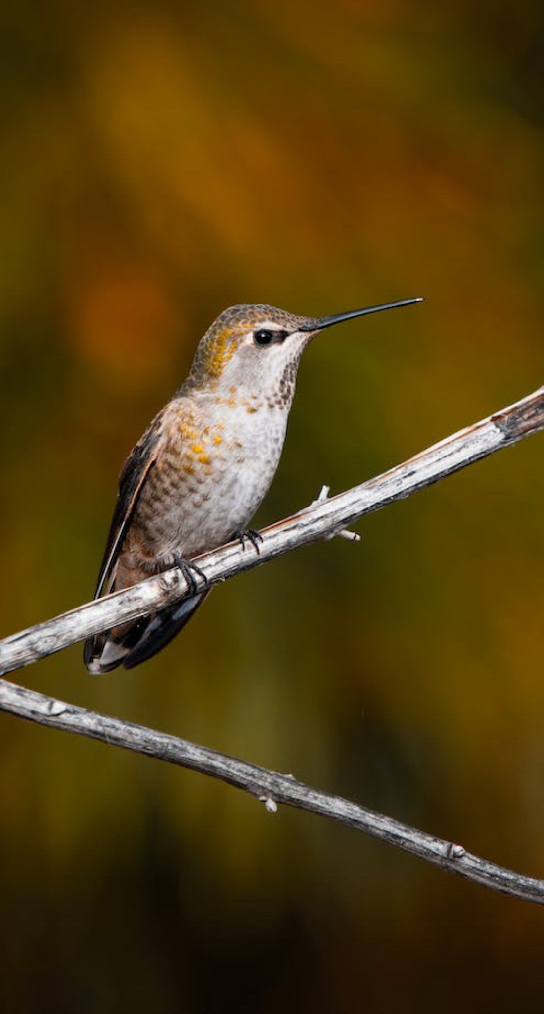 The Mighty Hummer: A Symbol of Power and Adventure