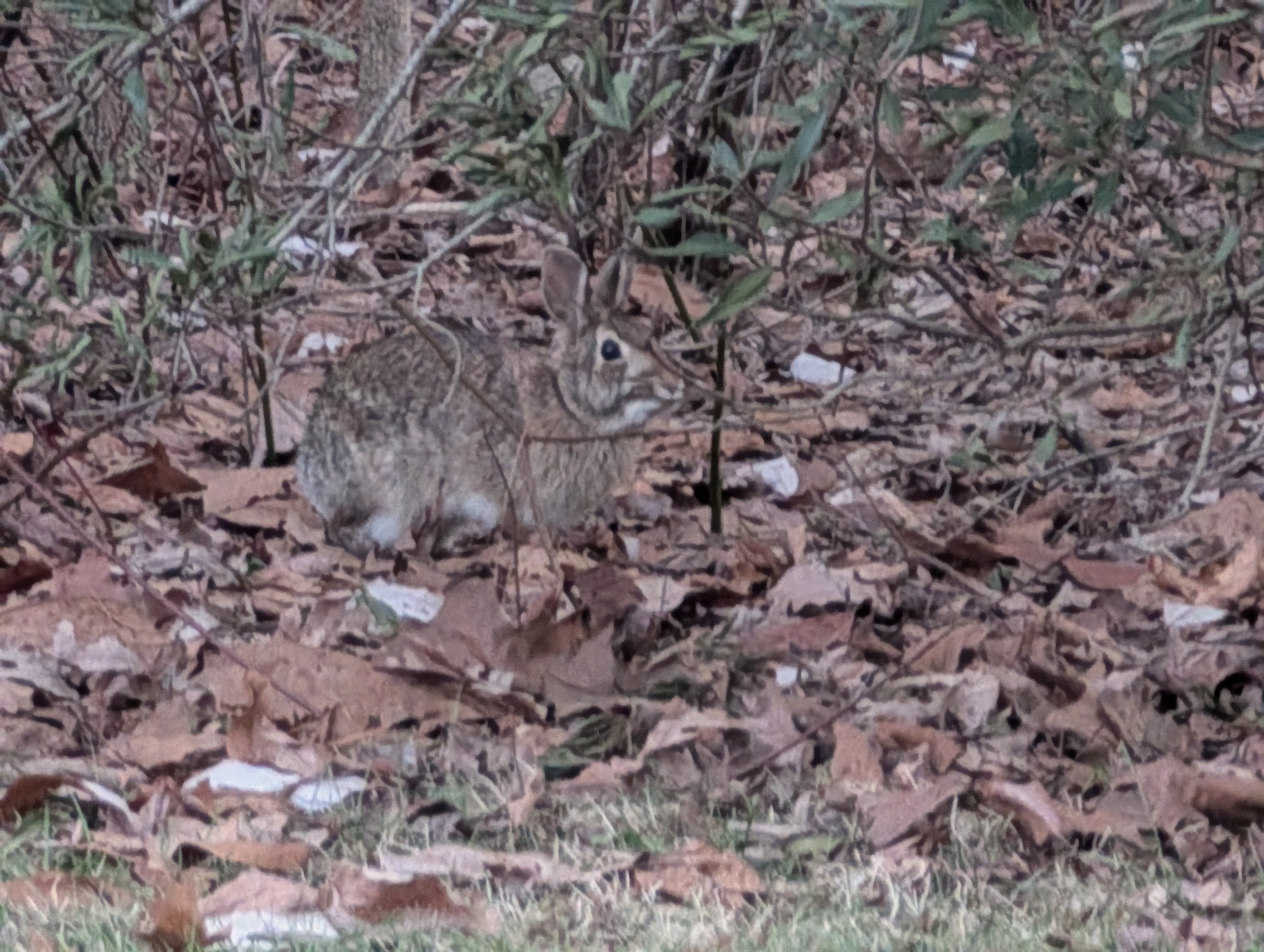 Meet the First Bunny of 2025!