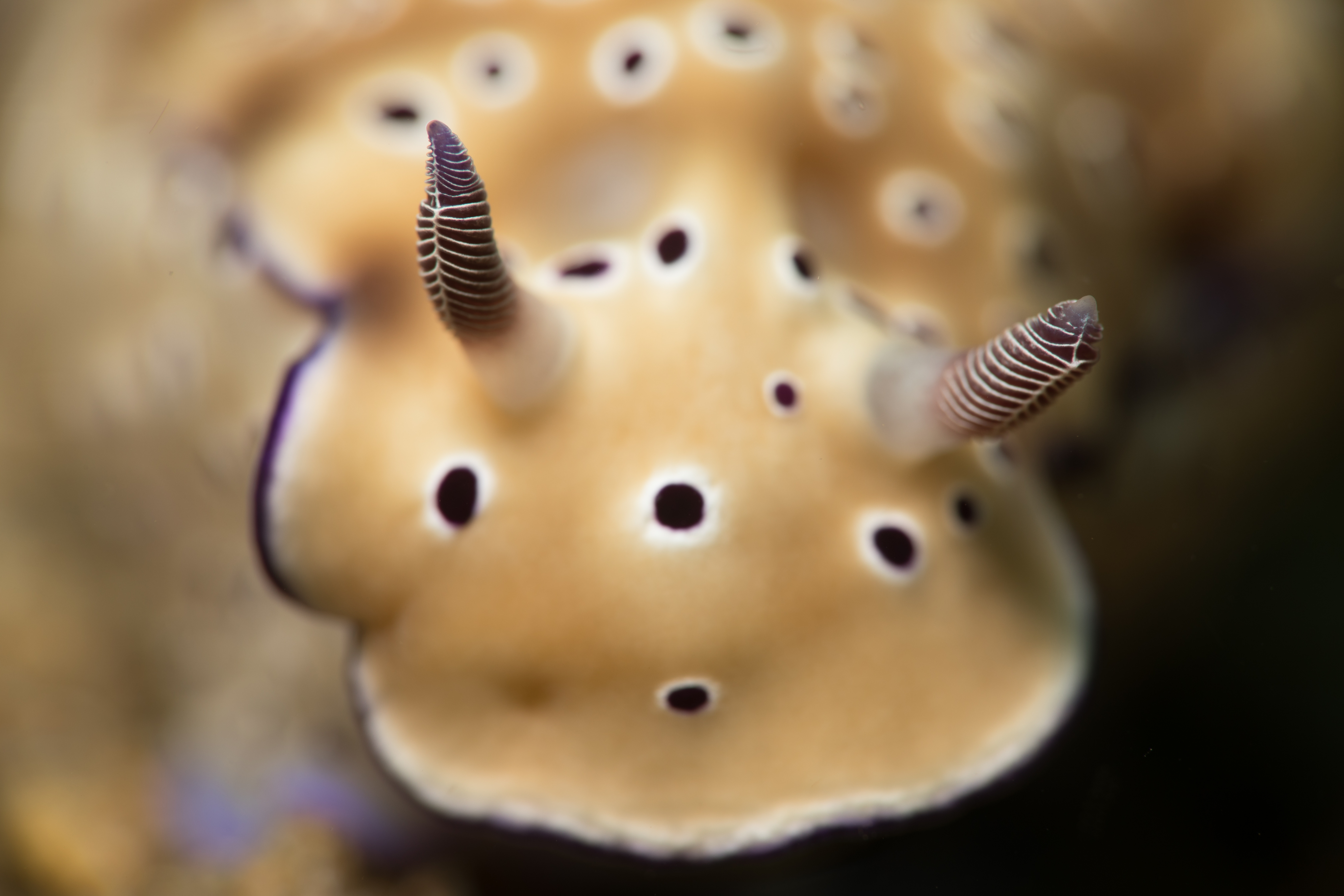 Yo Dawg, I heard you have a thing for Nudibranchs!