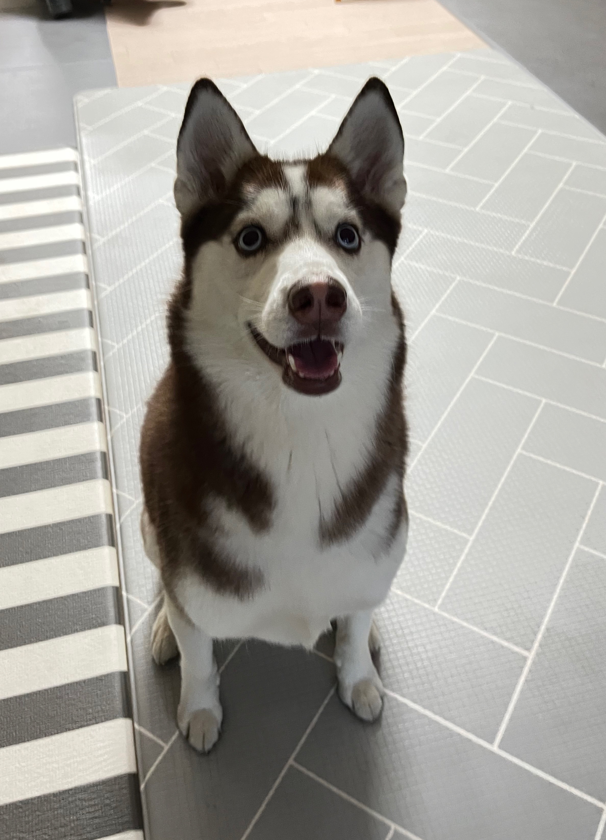 The Look of Surprise on My Dog's Face
