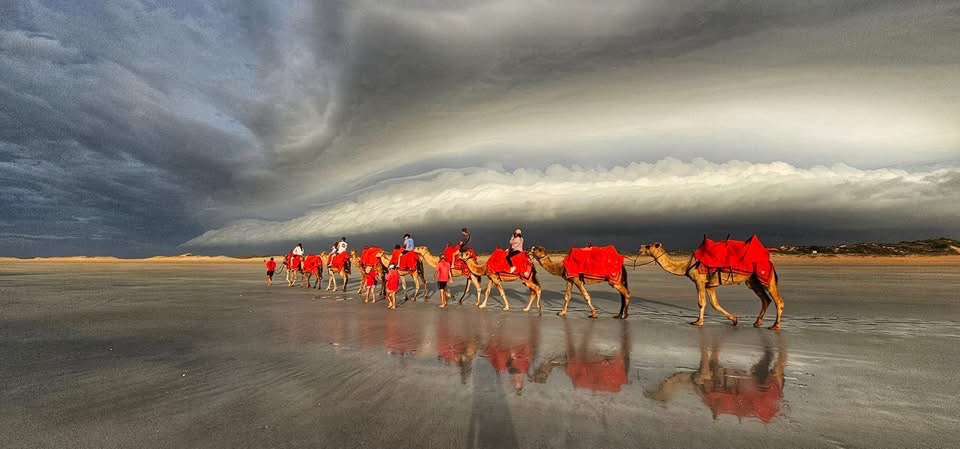 Majestic Camels Strolling Through the Desert