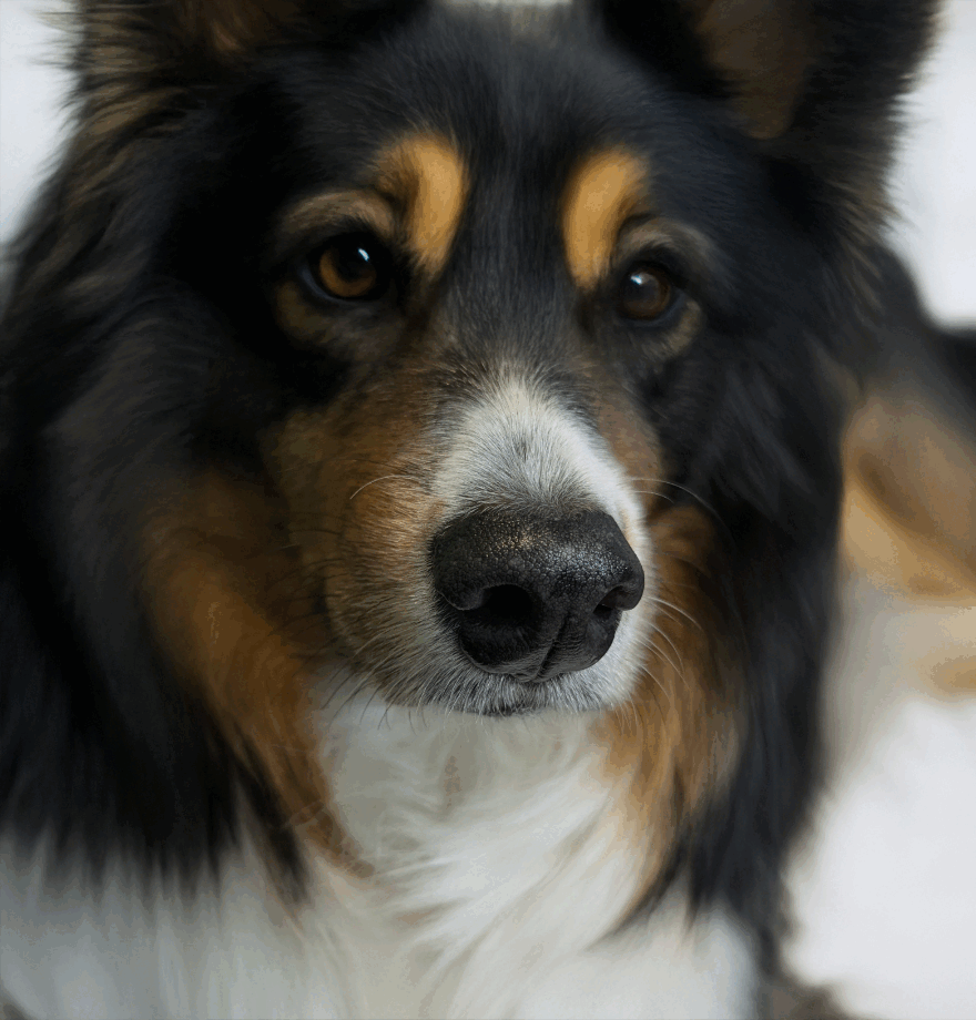 A Dozen Dogs and One Adorable Snoot