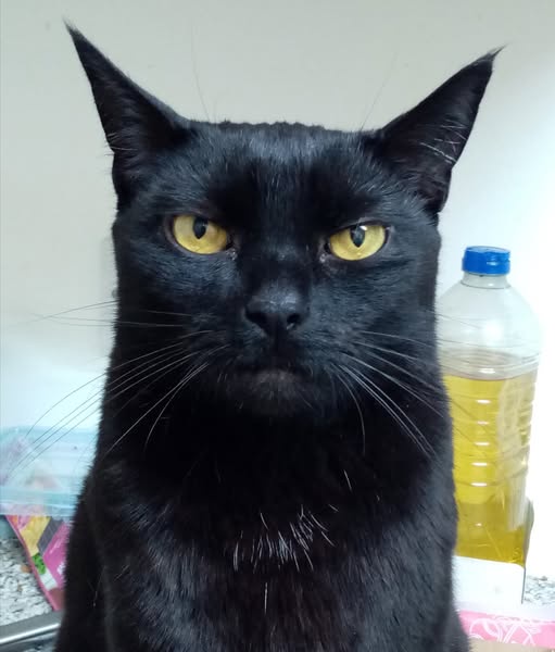 My Cat's Culinary Adventure