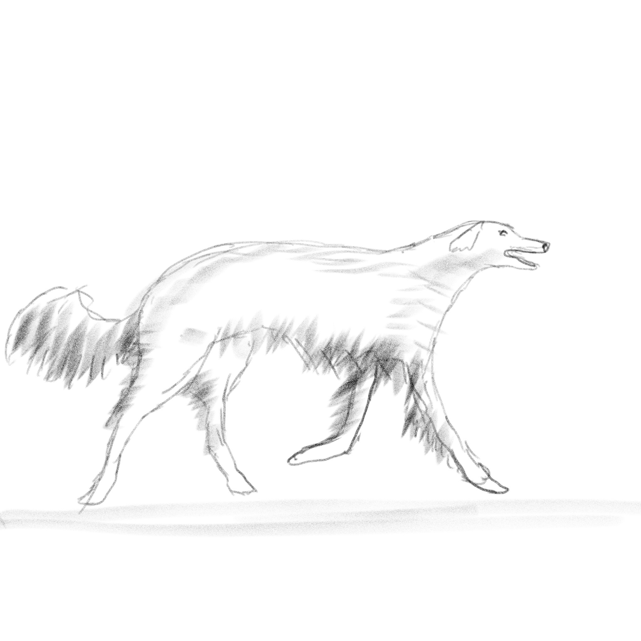 Meet the Majestic Borzoi