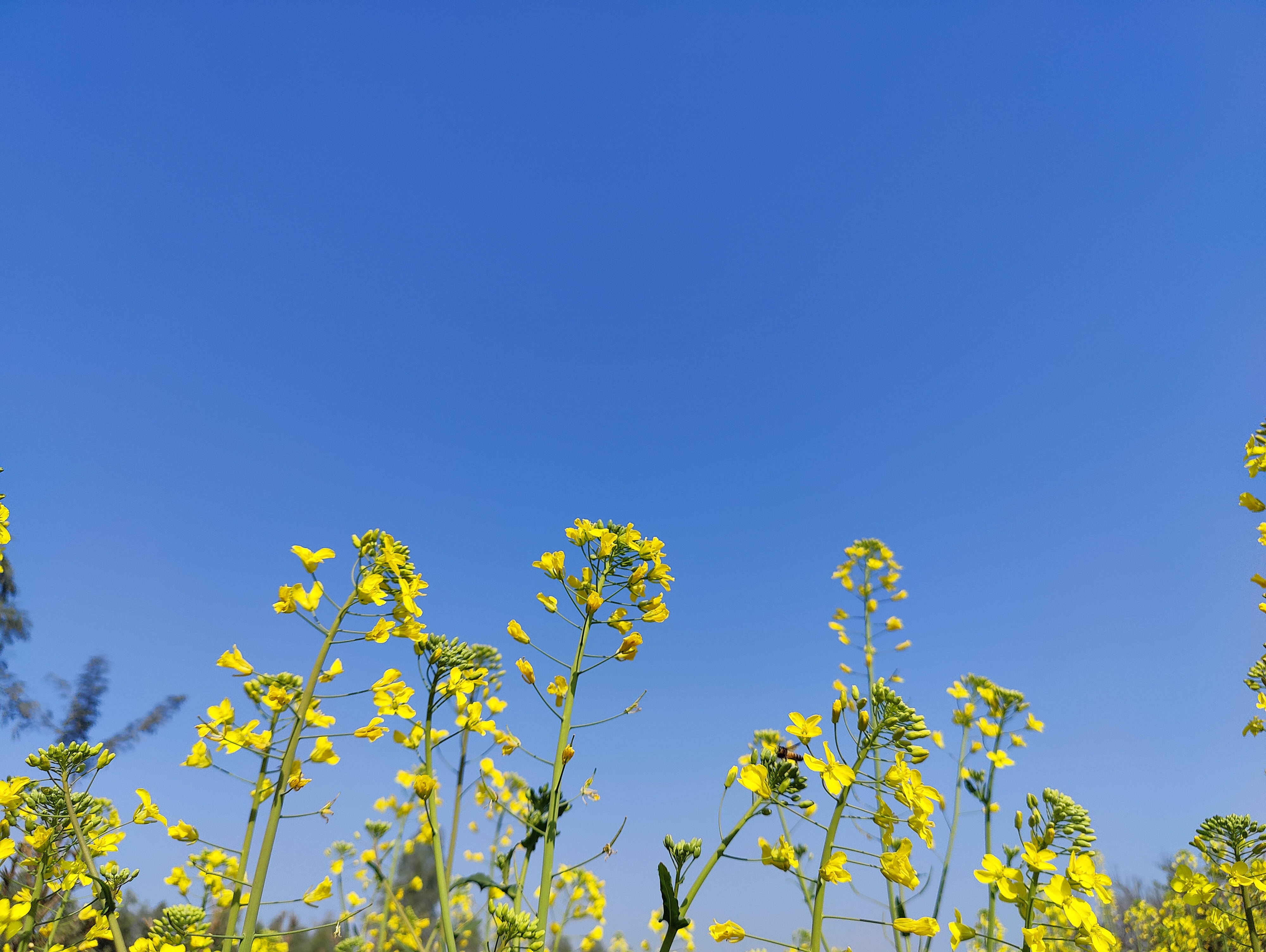 A mustard field bursting with vibrant yellow flowers