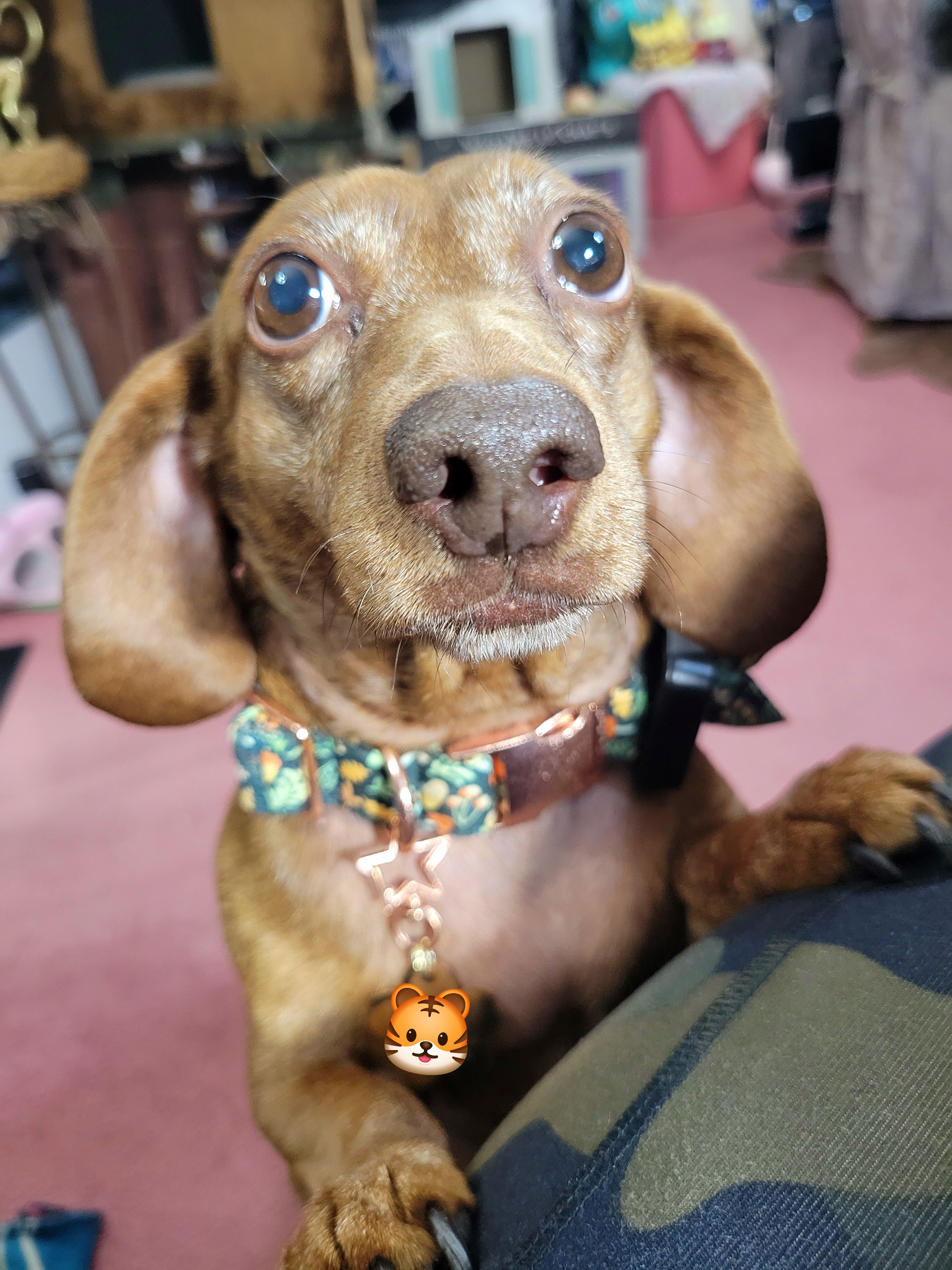 Meet My Adorable Pup Tiger Lilly #695