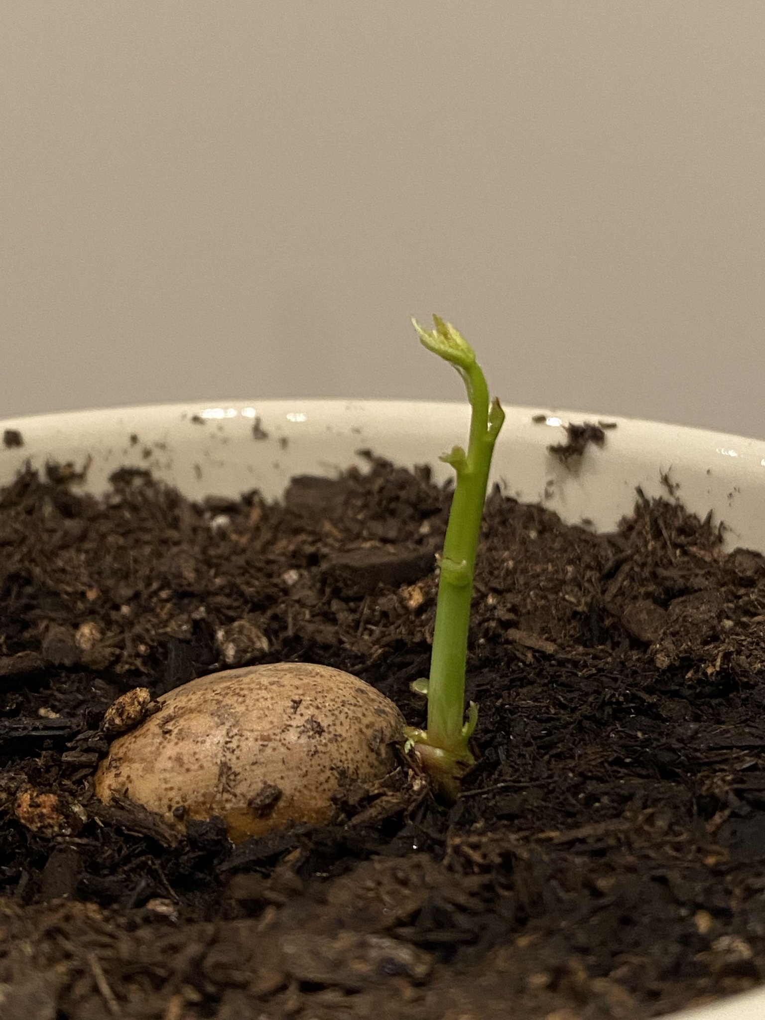 The Legendary Acorn from Grandpa Oak Tree
