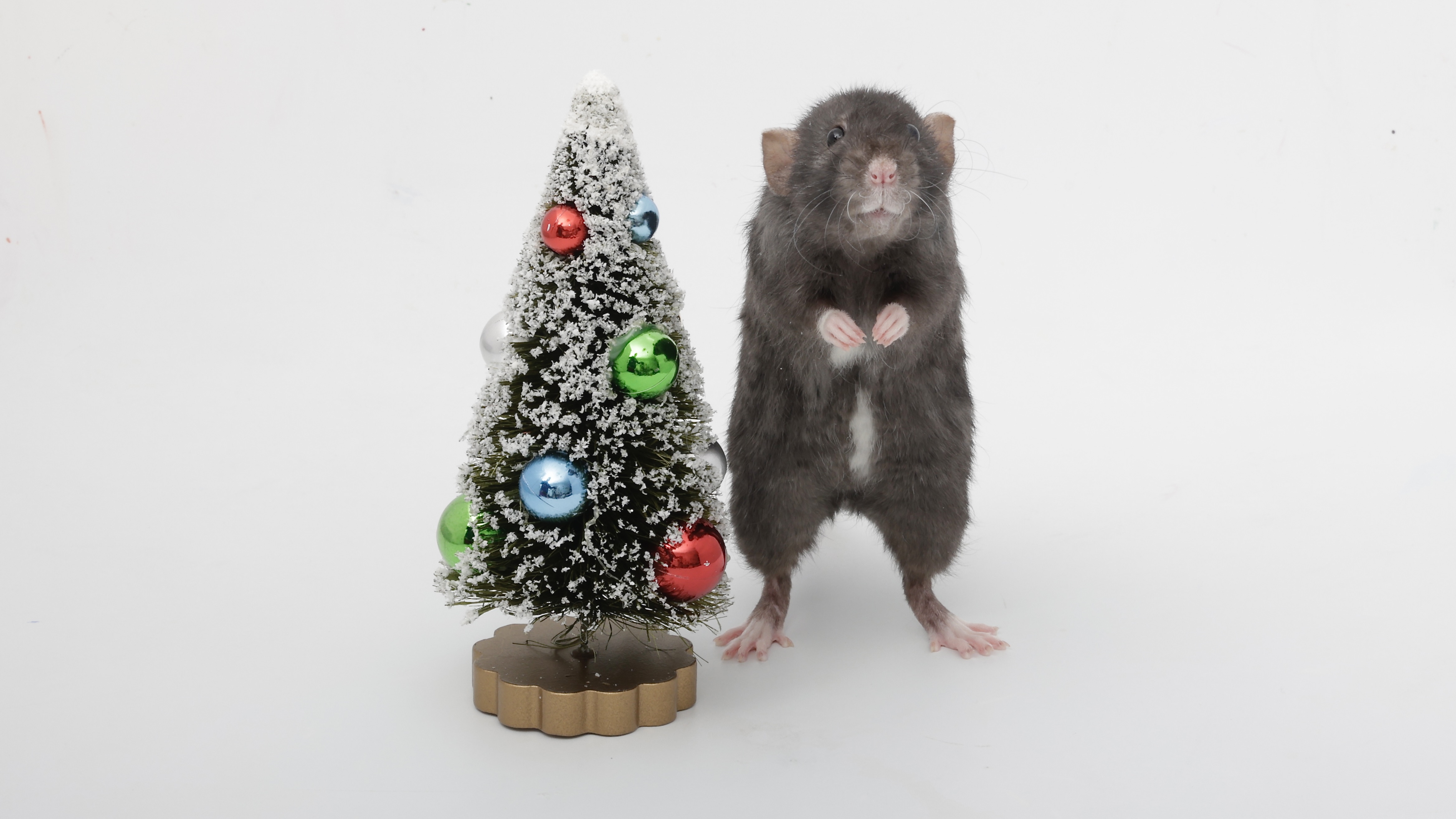 On the 6th Day of Ratmas, My Ratties Gifted Me a Tiny Christmas Tree and Cracker!