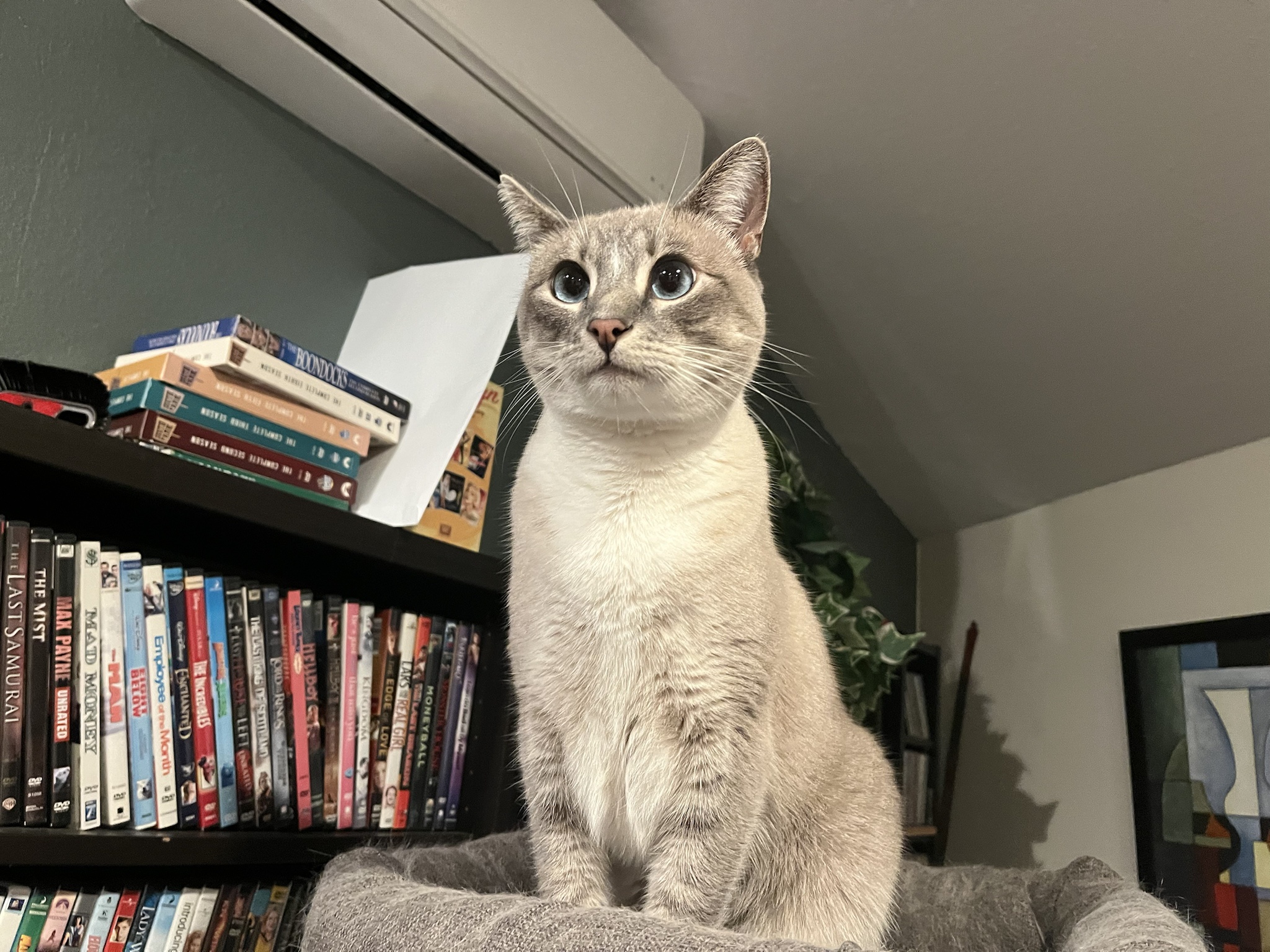 Daily Dose of Ivy: Cat Chronicles Day 305