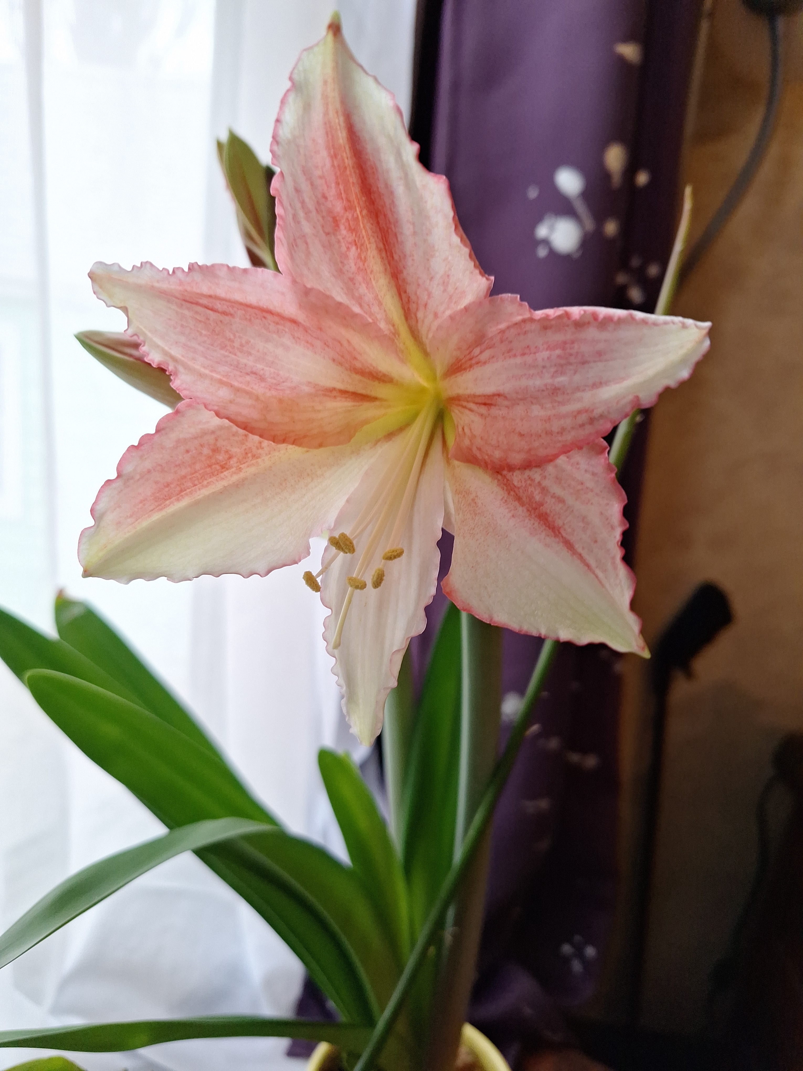 Introducing Mini Amaryllis Tinkerbell: A Tiny Wonder of Nature