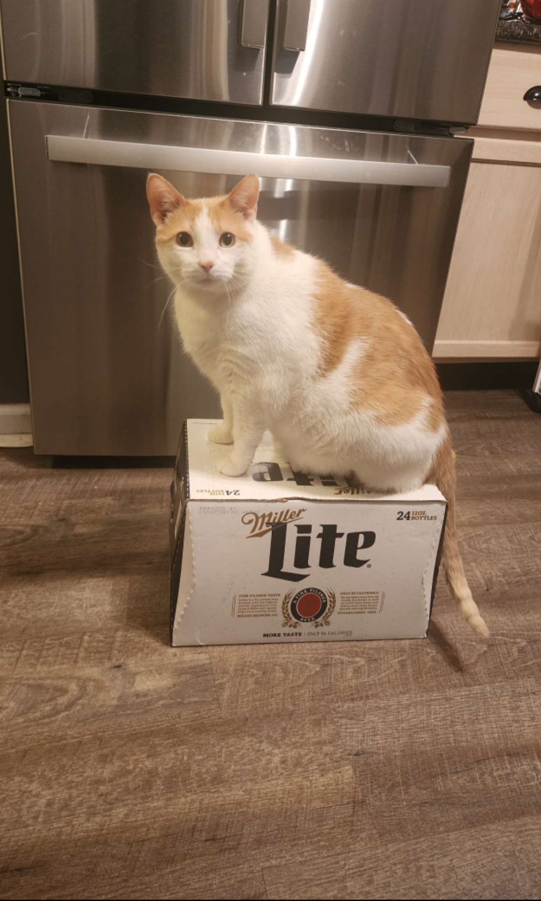 Meet Captain Flopsy: The Ruler of All Beers