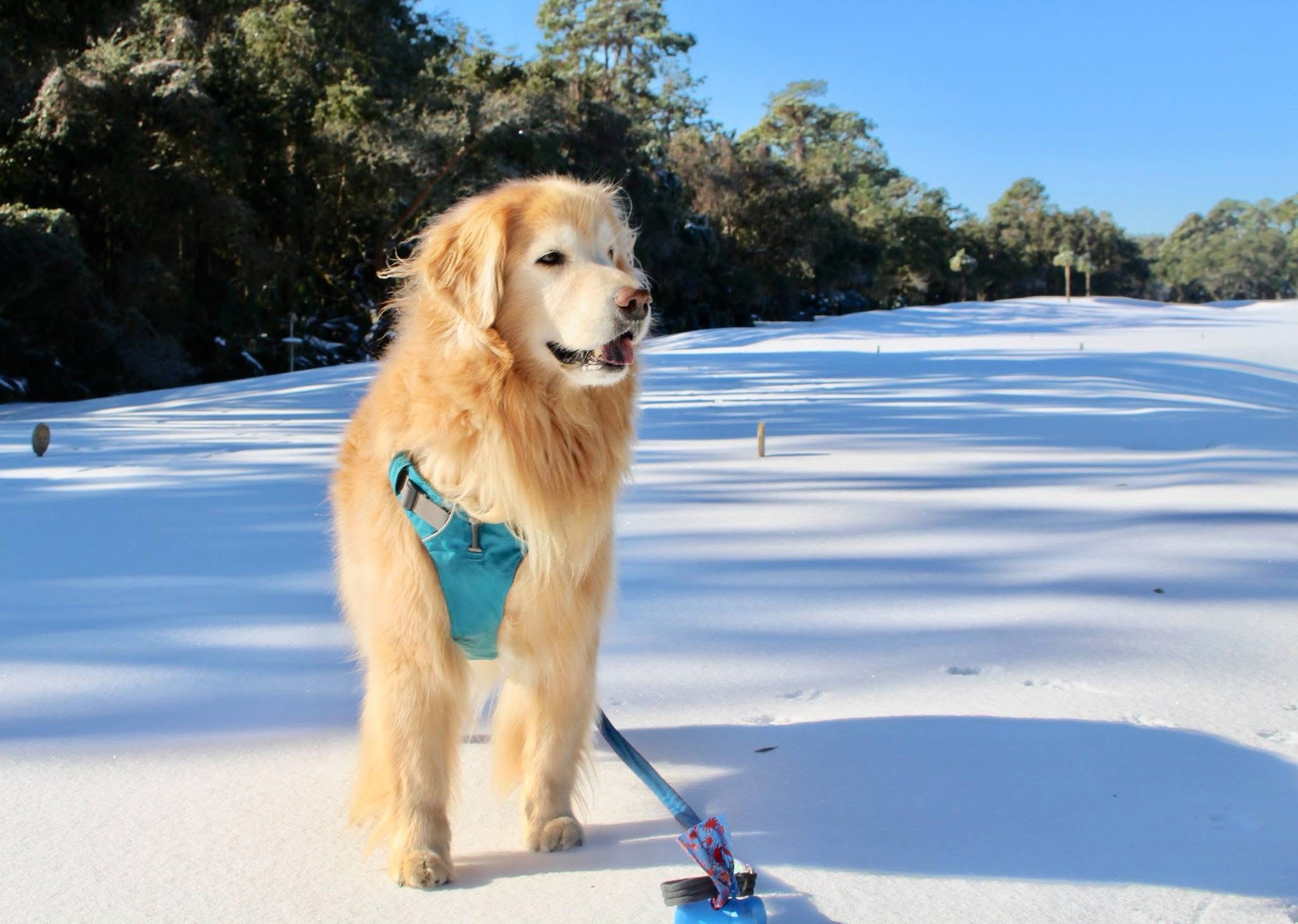 In Memory of Sunkyst Cool Hand Luke (06/14/10-08/28/19)