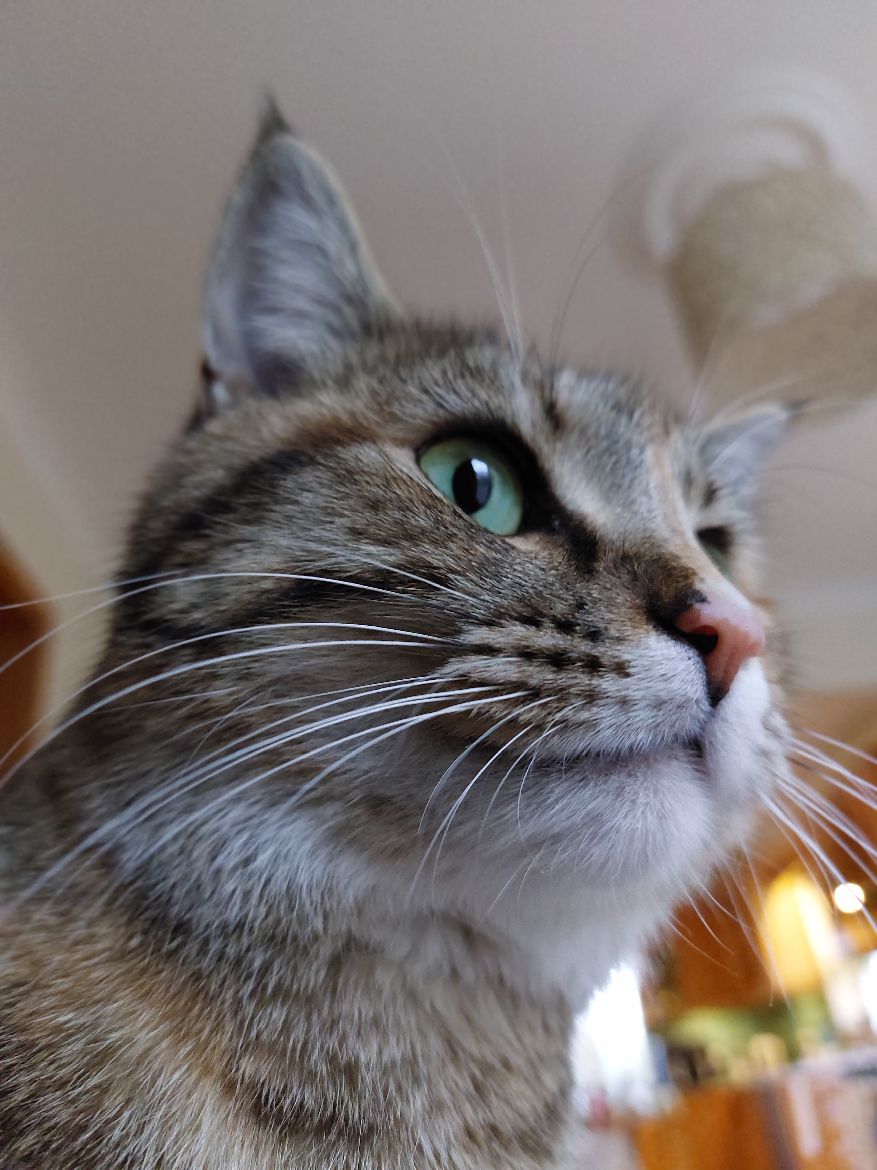 Meet Mitzi, the Cat with Enchanting Green Eyes