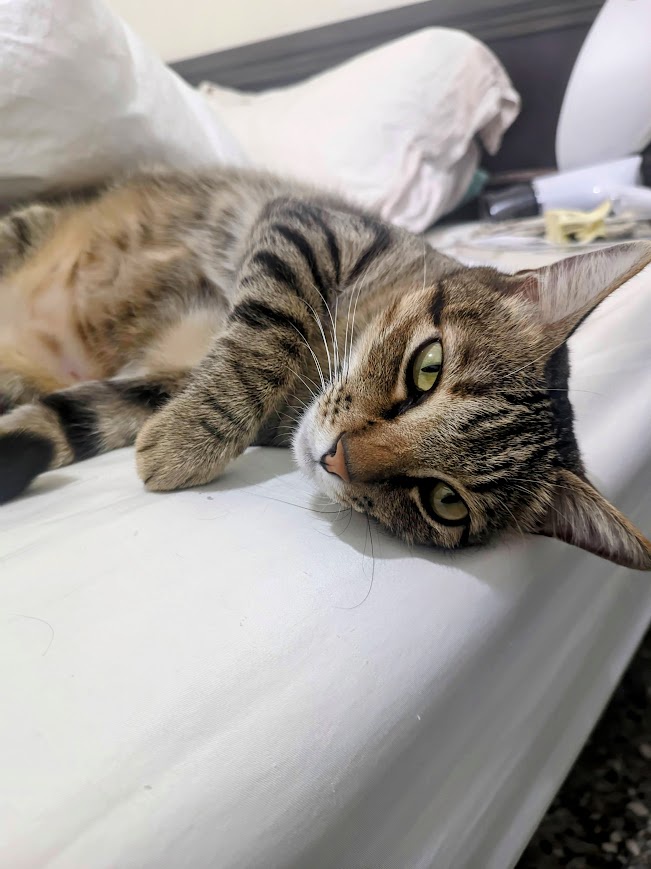 Just a Cat Being Adorable