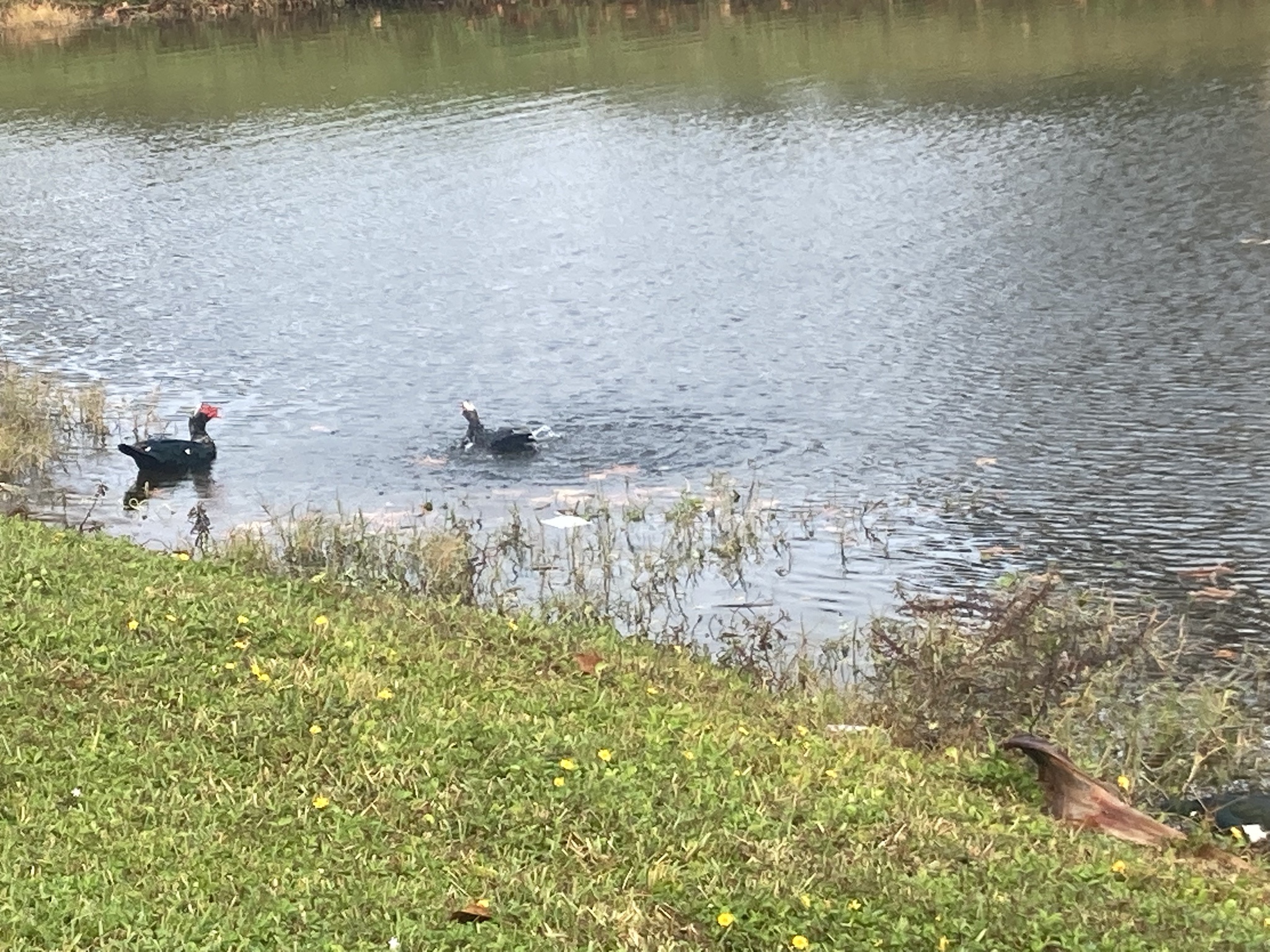 Quacking Good Times with Ducks