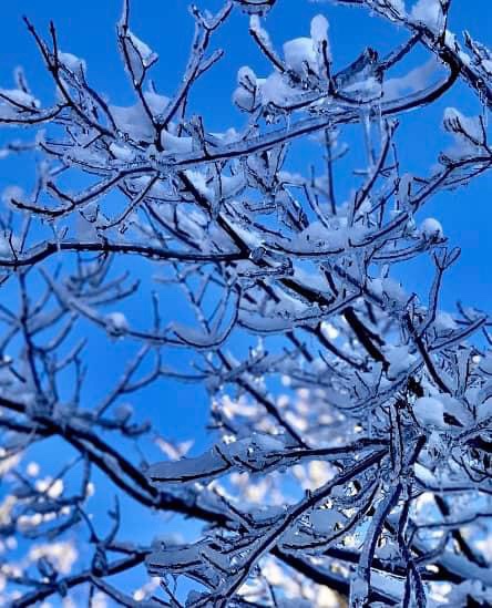 Branches Draped in a Blanket of Snow