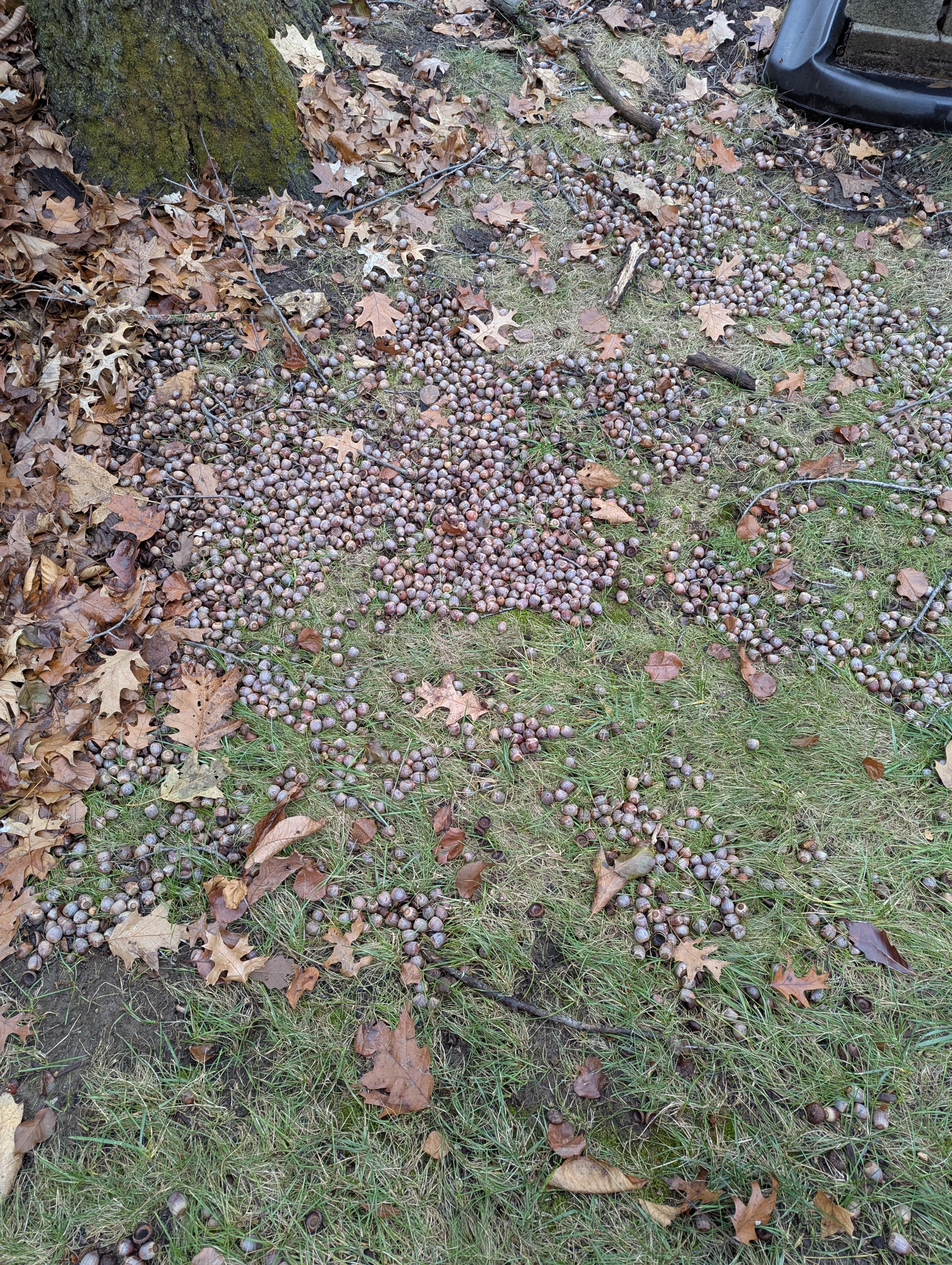 A Bounty of Nuts to Share!