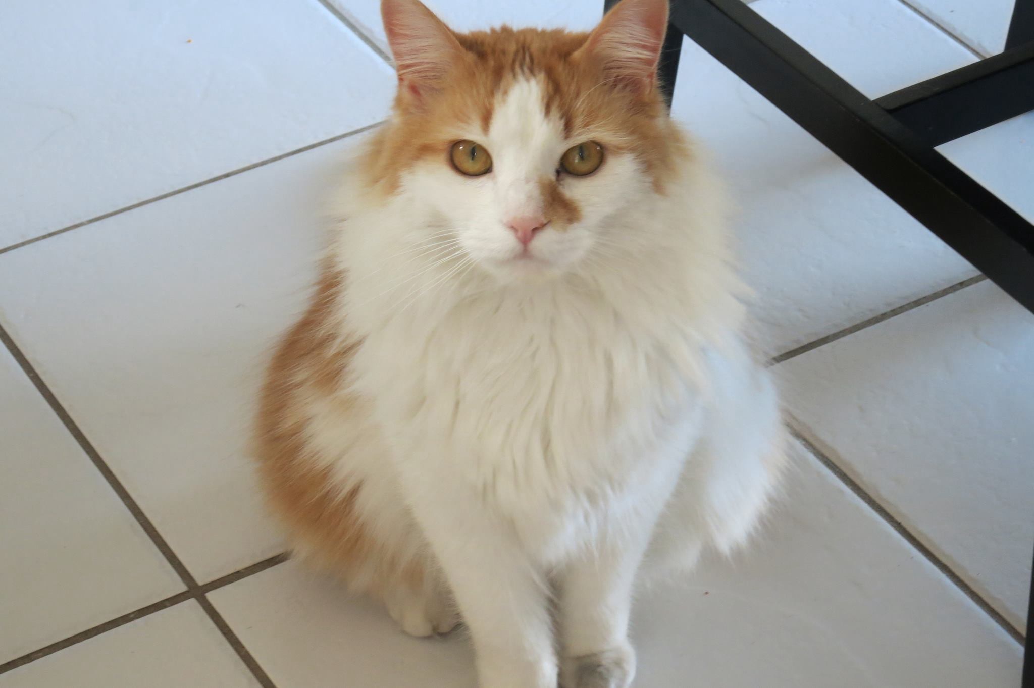 Meet Flynn, the star of the show
