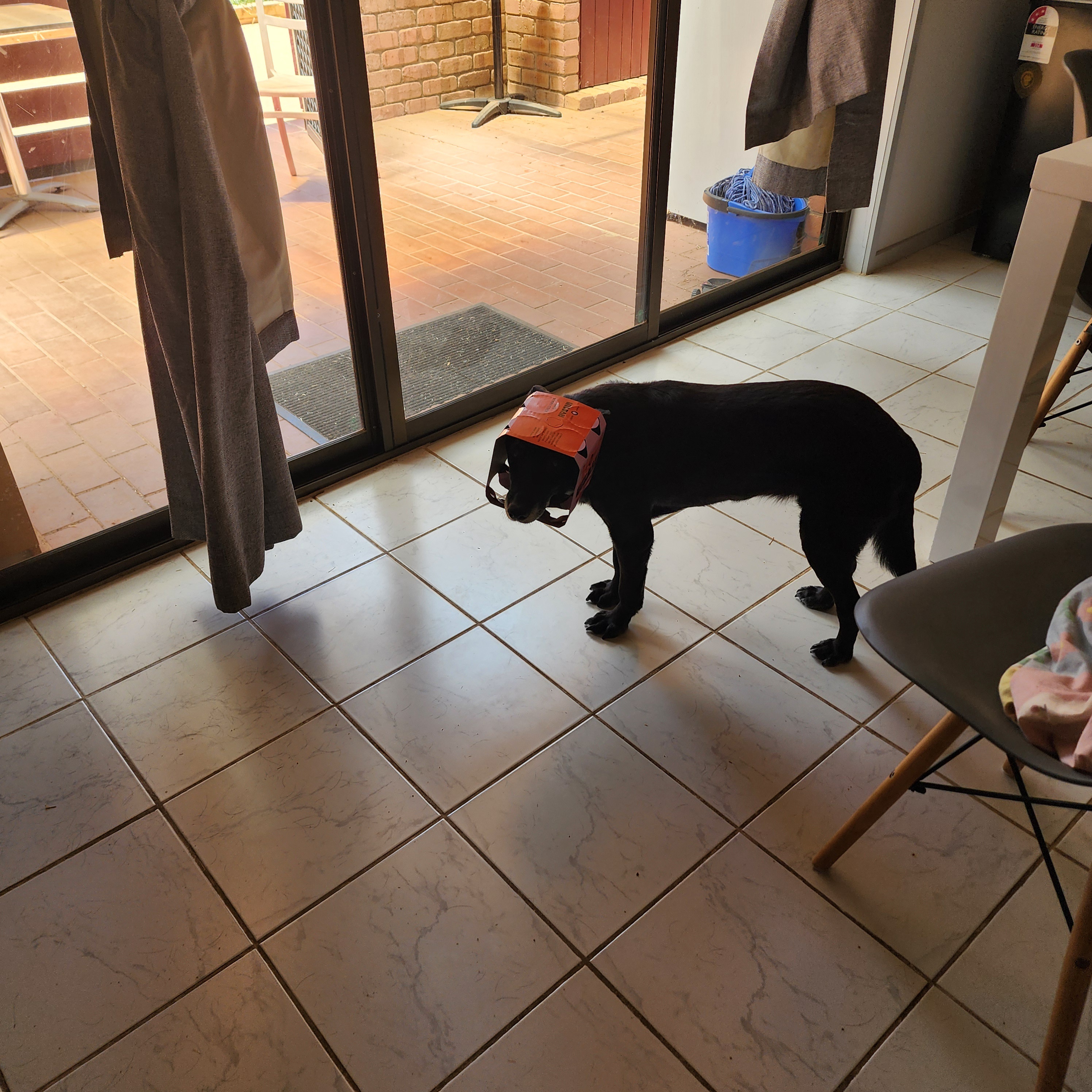 Tilly's Comical Adventures: The Recycling Bin and Her Snack Quest