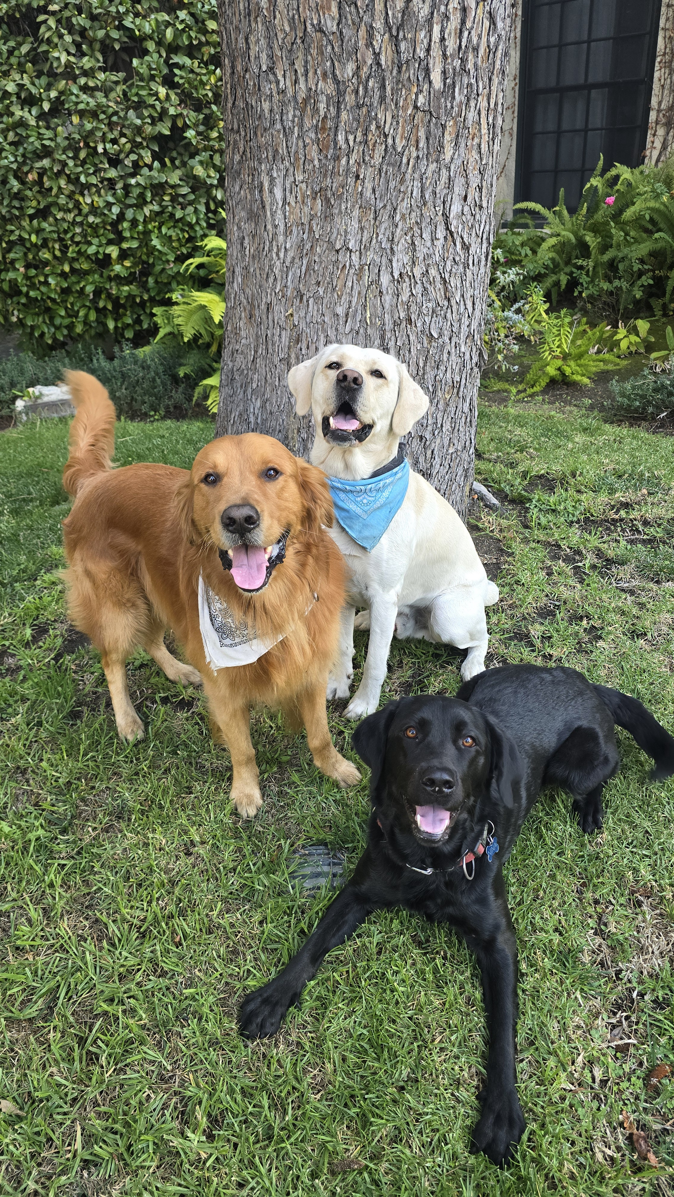 The Wild Adventures of Shadow, Chance, and the Whimsical Nina