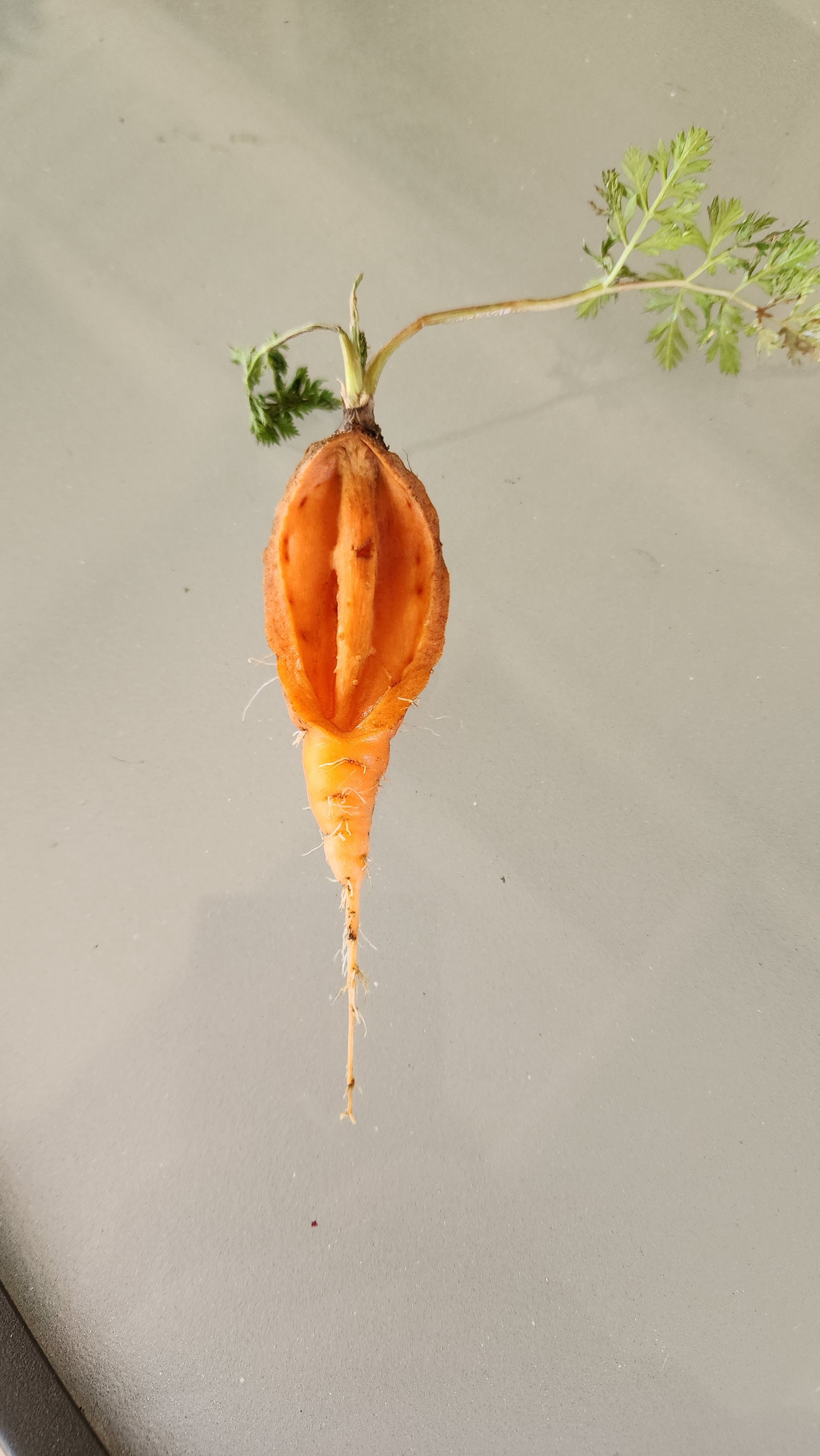 This Carrot Needs to Chill Out!