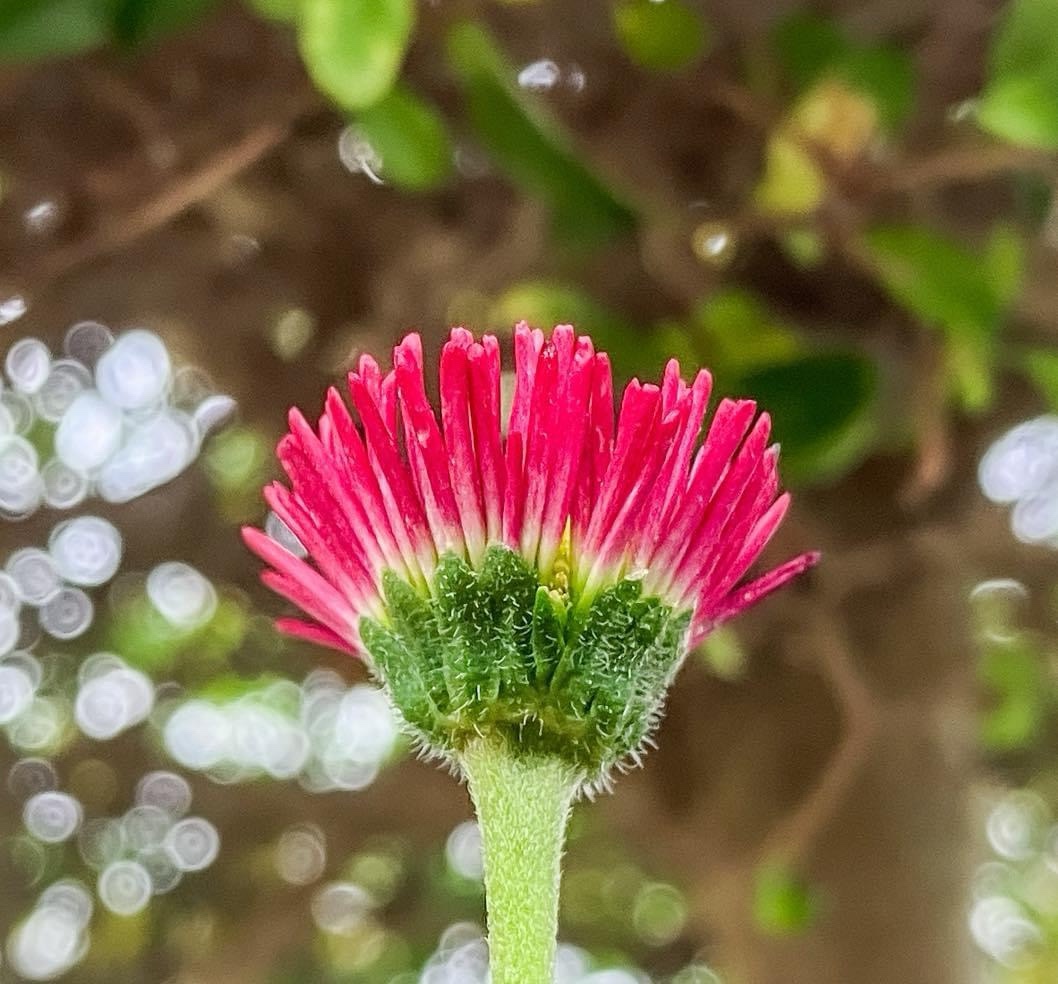 The Beauty of Nature: A Stunning Flower