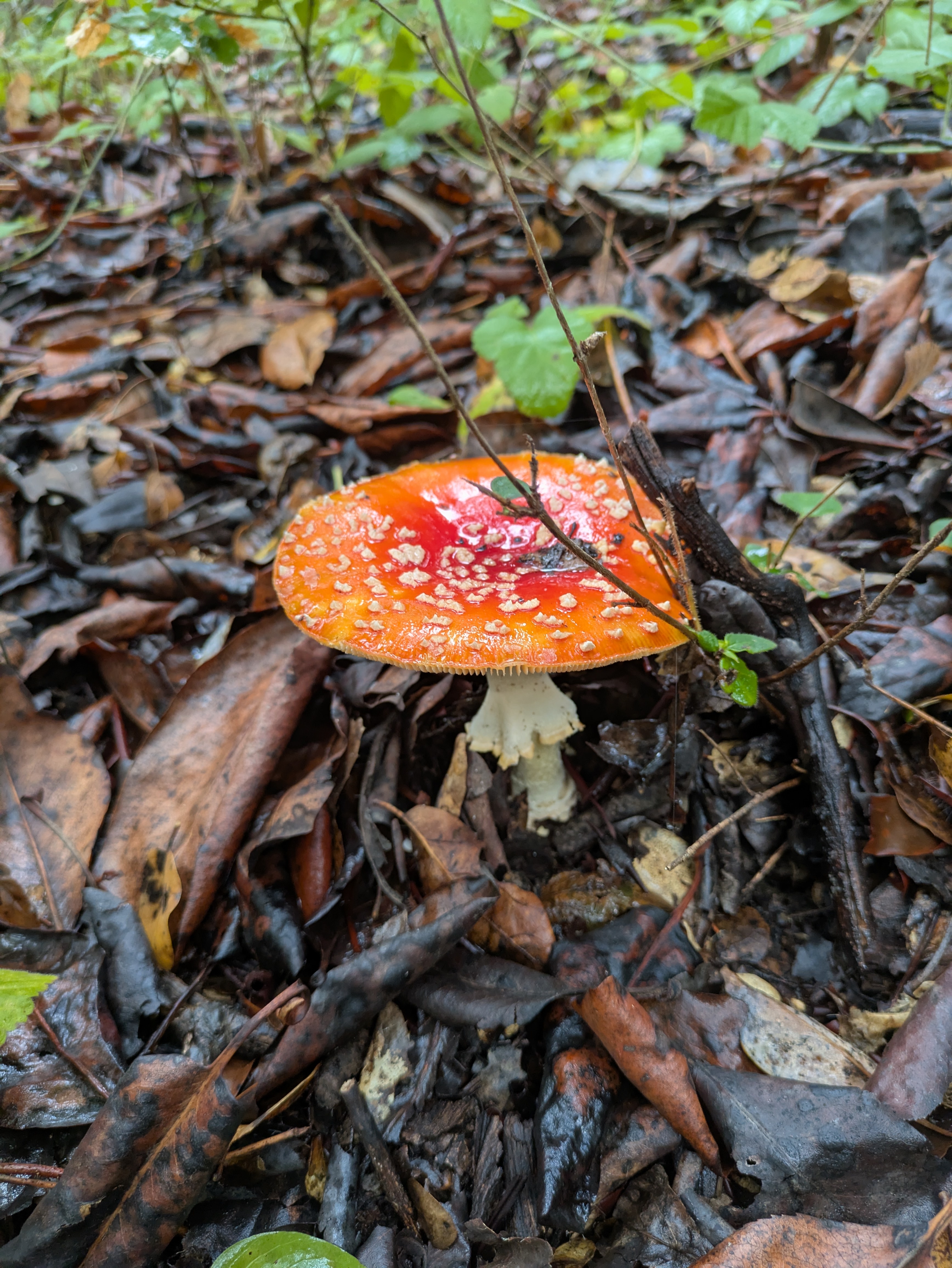 Exploring the Enchanting Mushroom Trails of the Santa Cruz Mountains