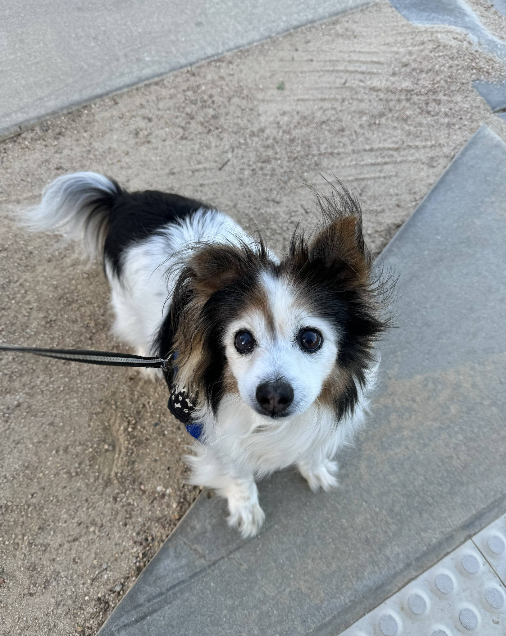 Daily Dose of My Adorable Dog Panko