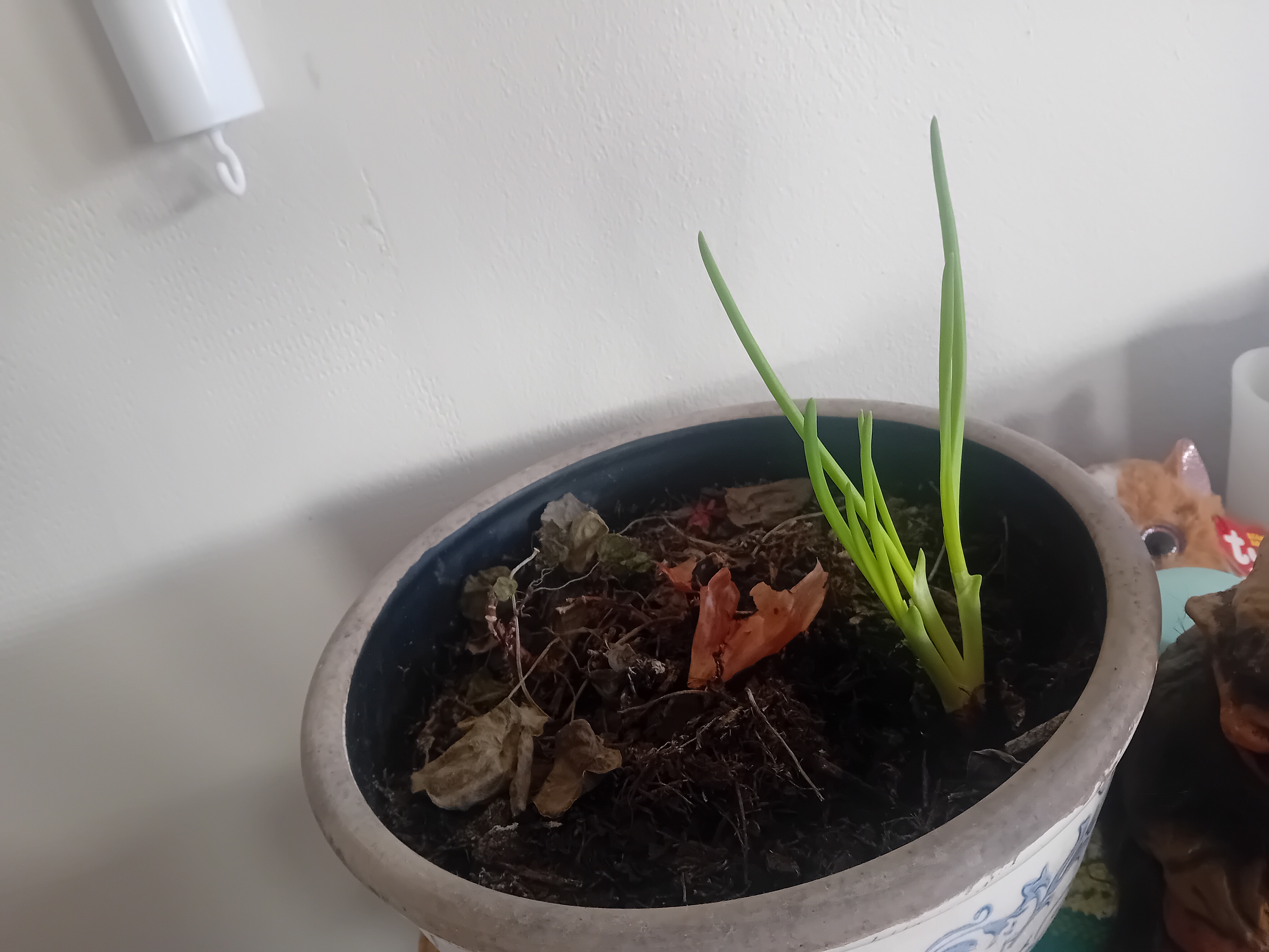 Watch My Onion Thrive and Grow!