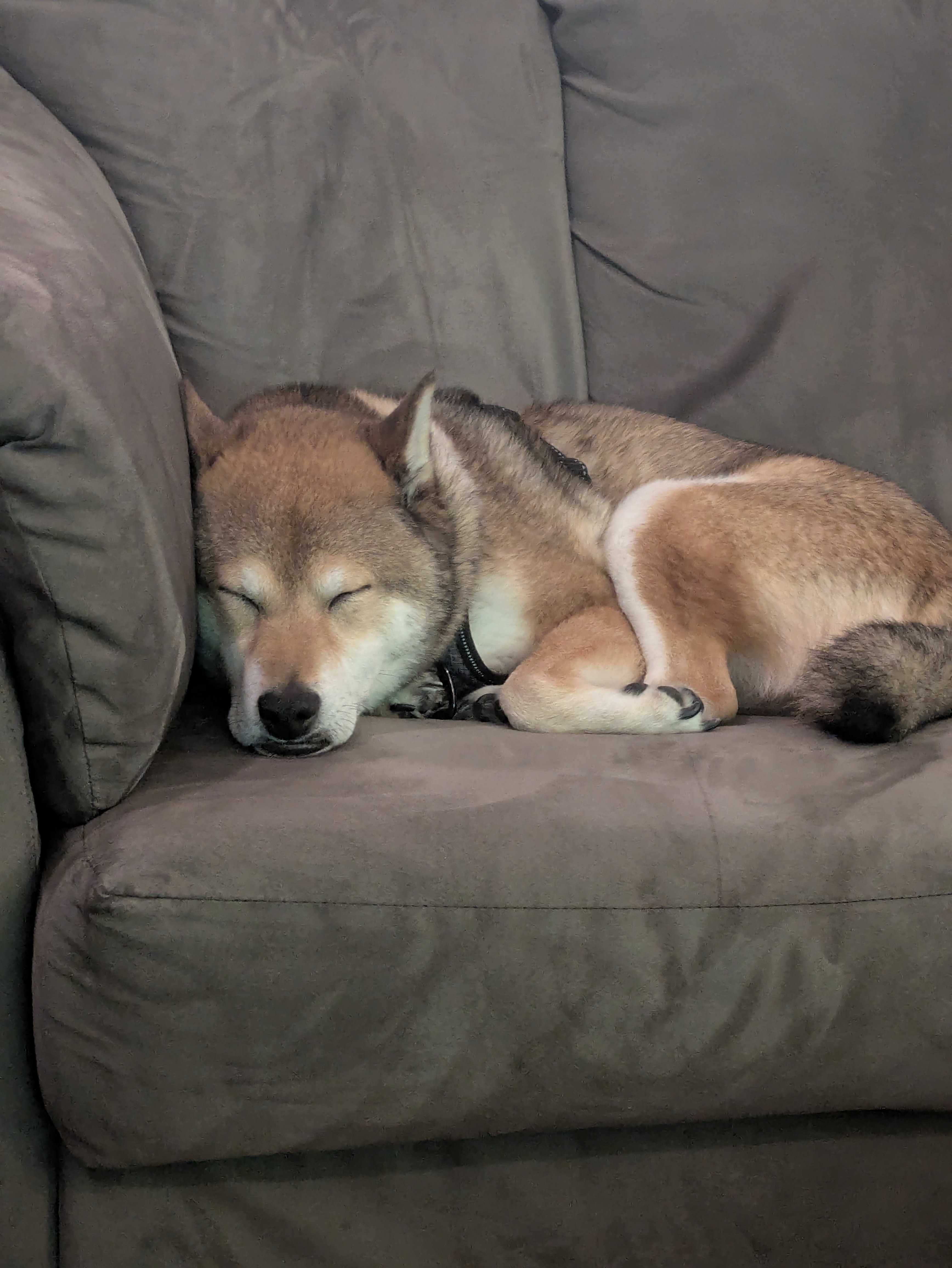 Exhausted Shiba Inus