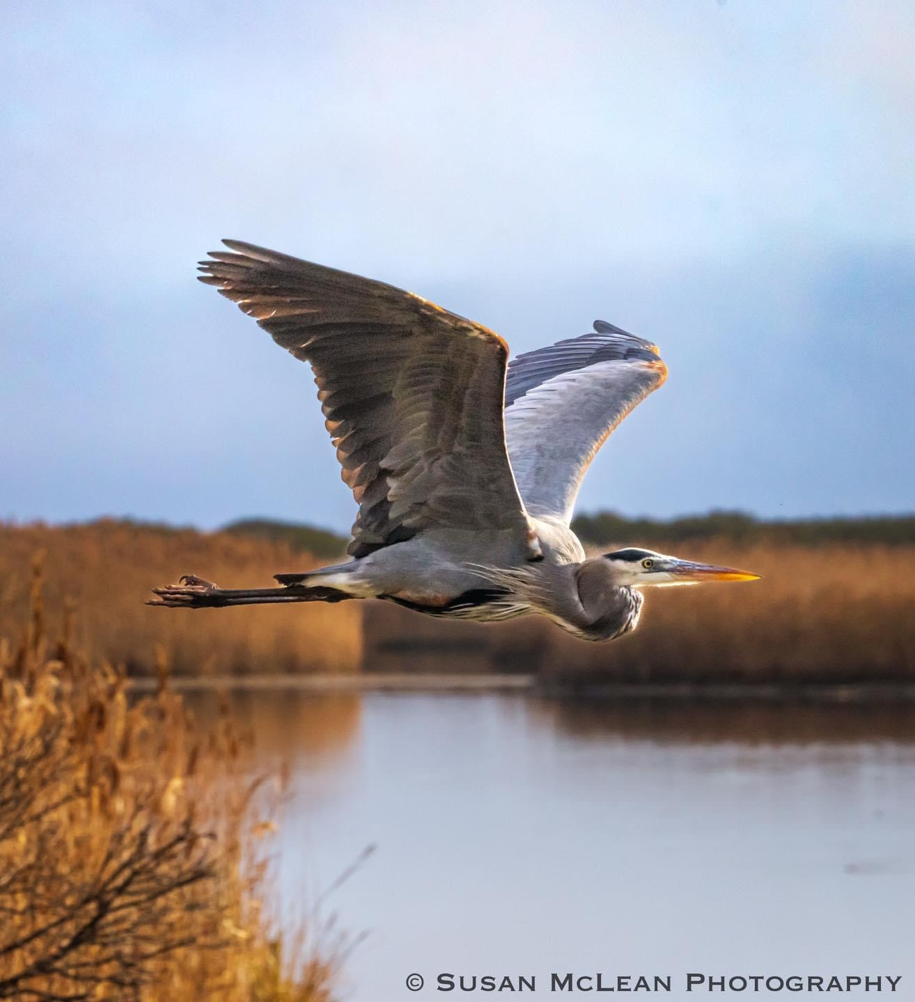 Majestic Heron in Action