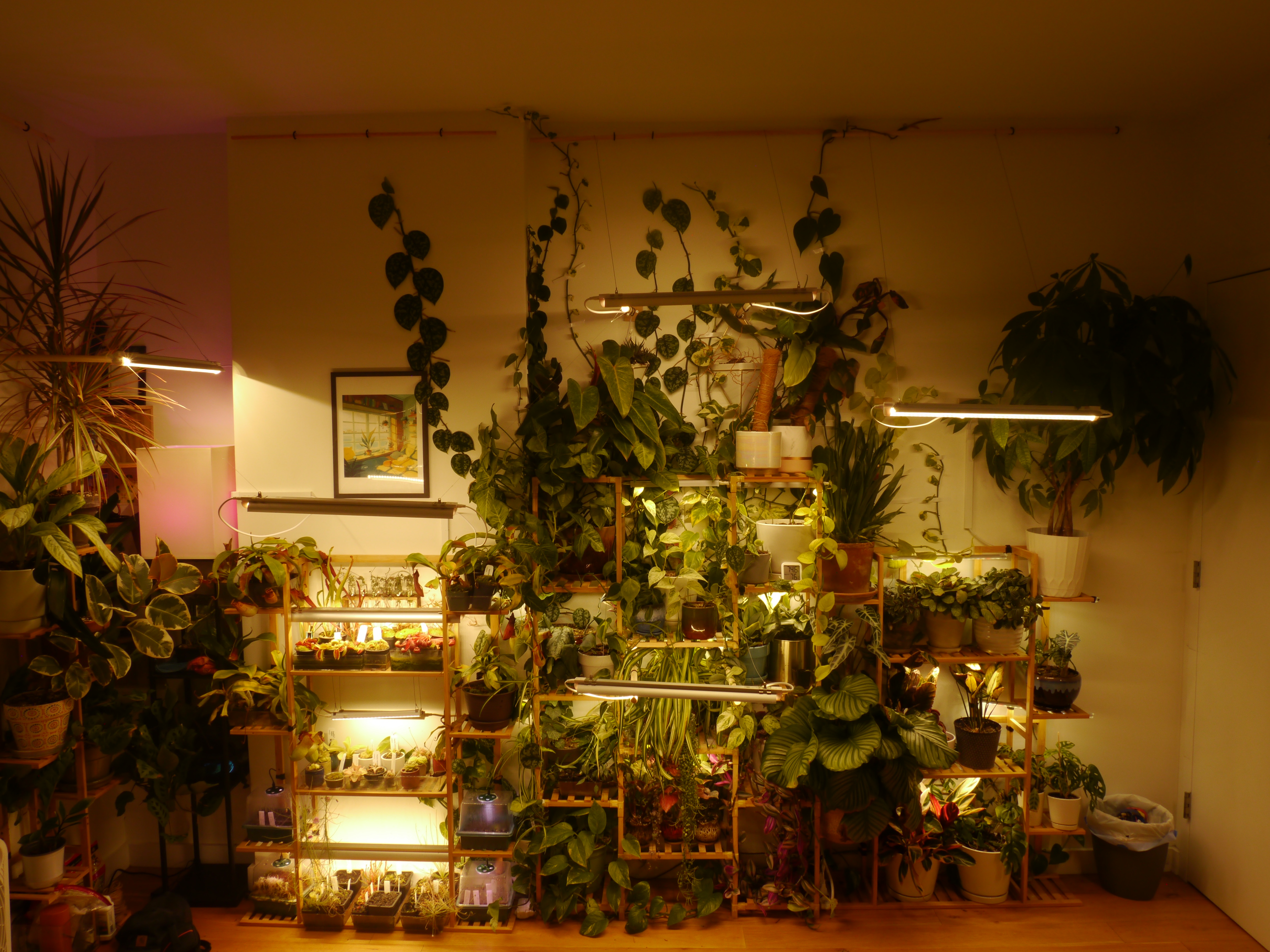 Tony Innamorato's latest plant collection - October 27, 2024