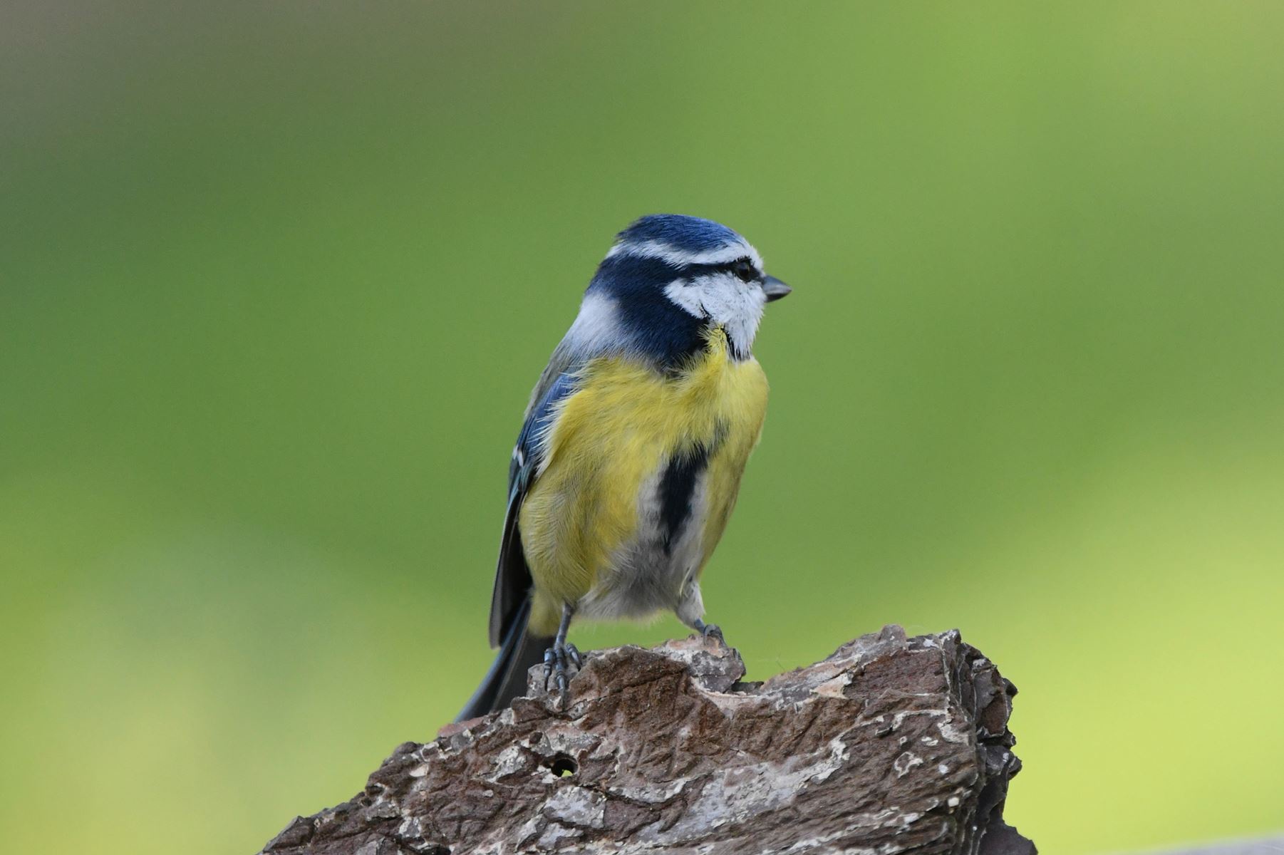 Blue Mésange: A Glimpse from Vienne, France (11/24)