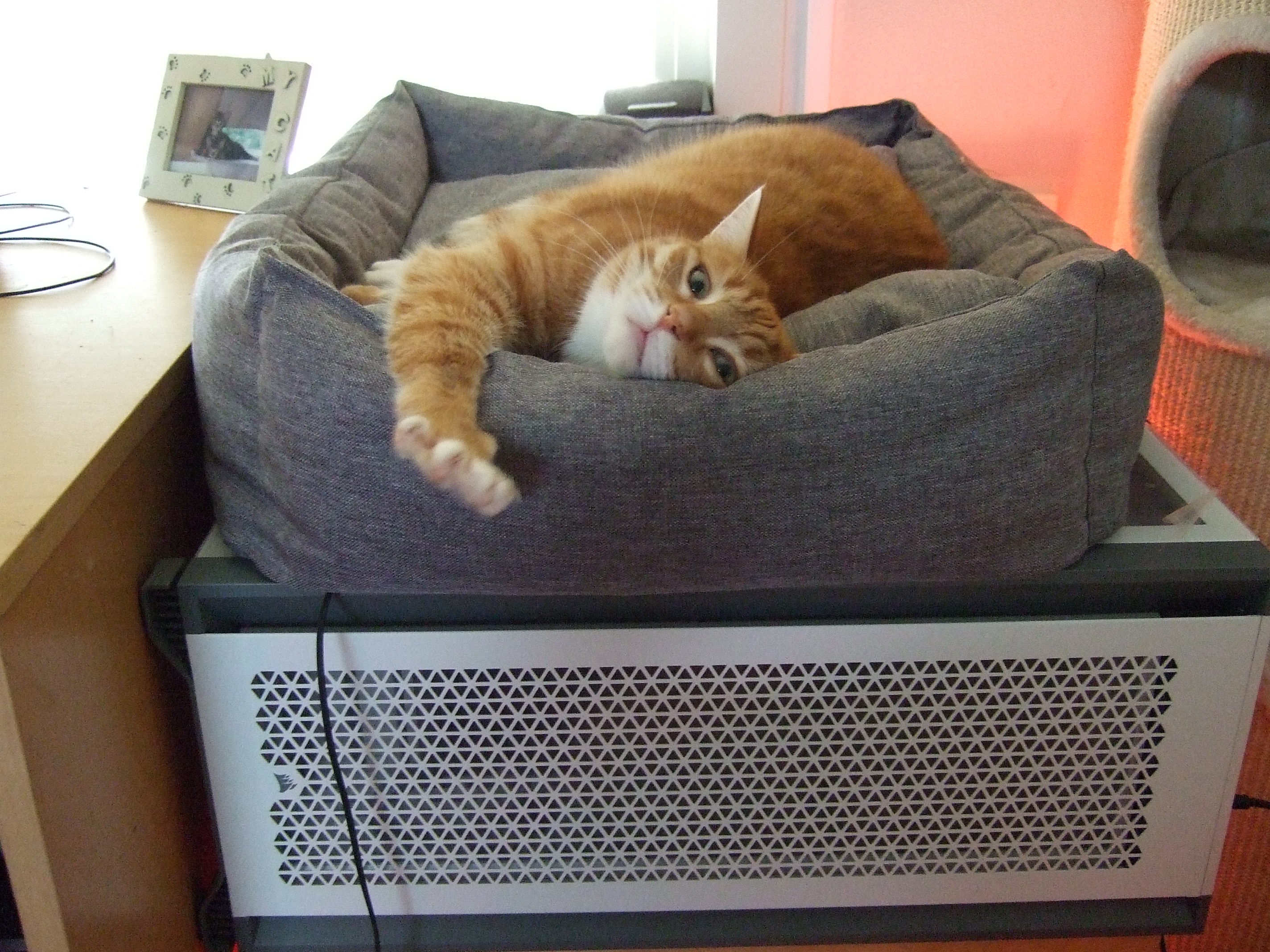 Embracing the Pre-Caturday Energy