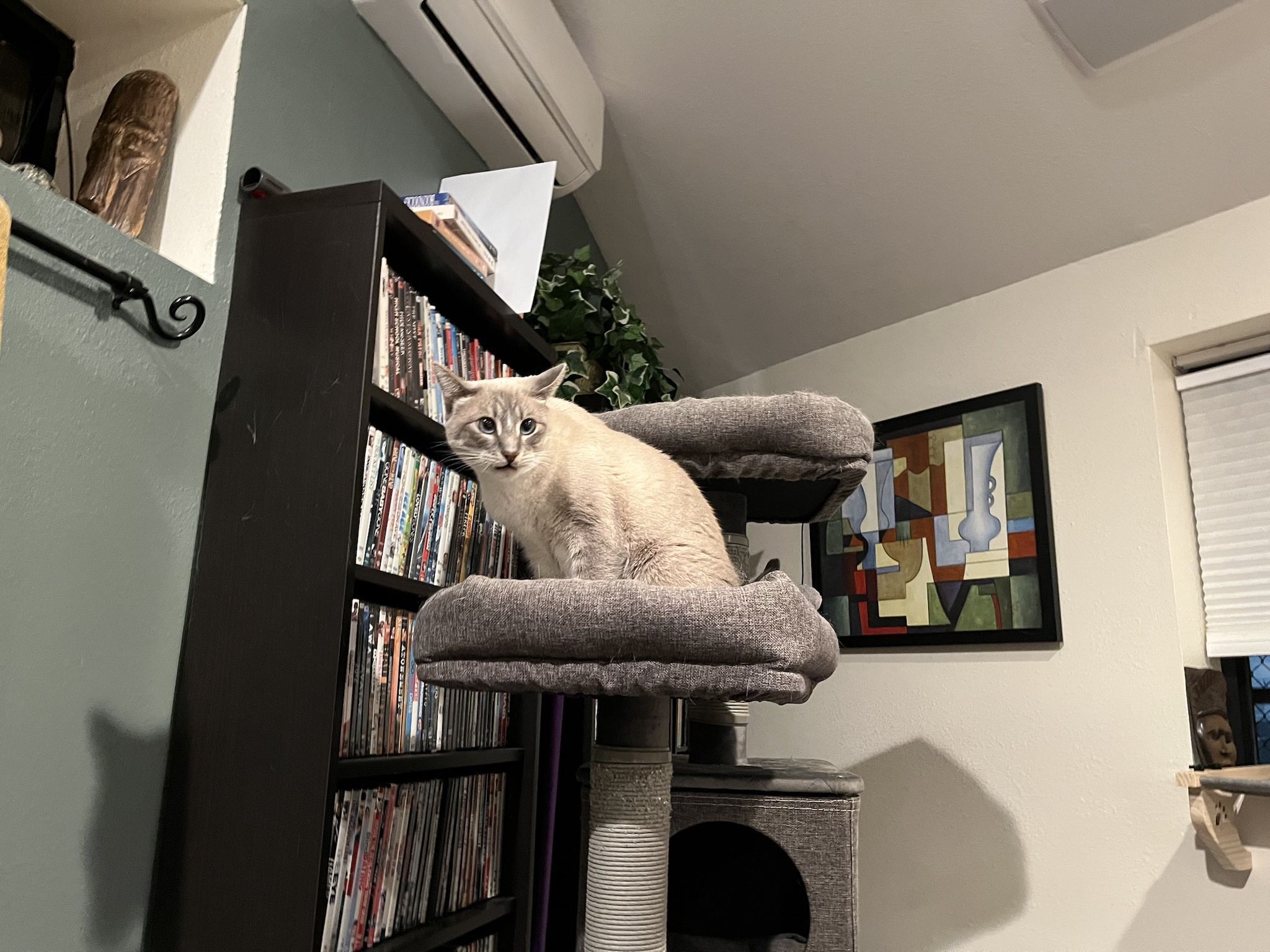 Daily Dose of Cuteness: A Picture of My Cat Ivy, Day 311