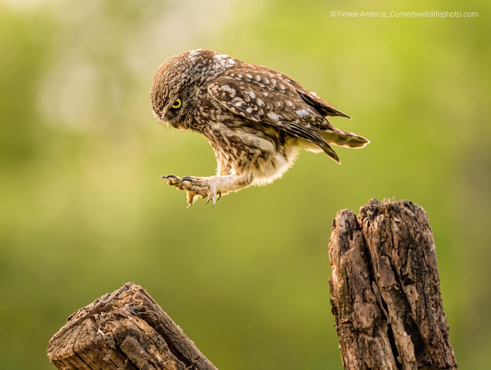 The Enigmatic World of Owls