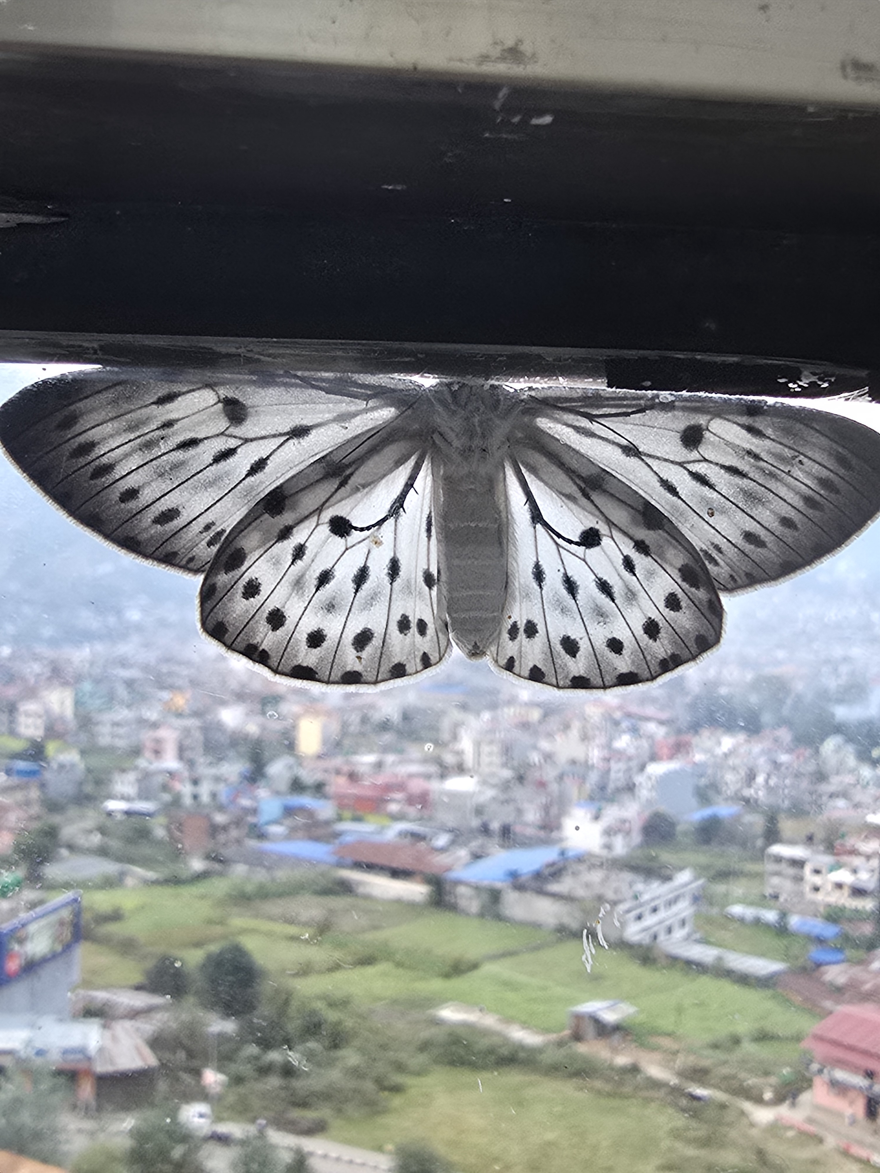 A moth gracefully fluttering over Kathmandu