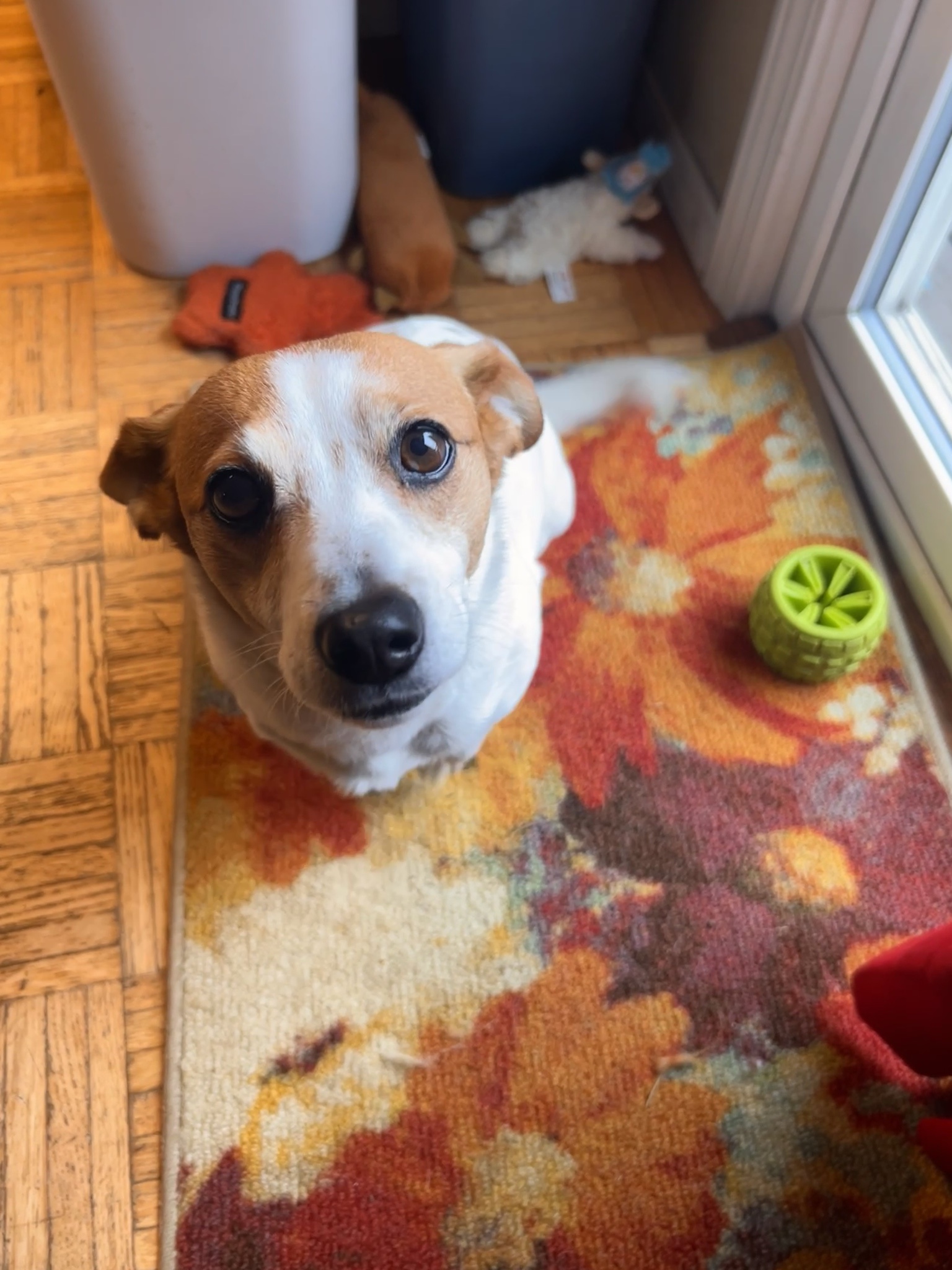 Adorable Pupper in Full Scamper Mode!